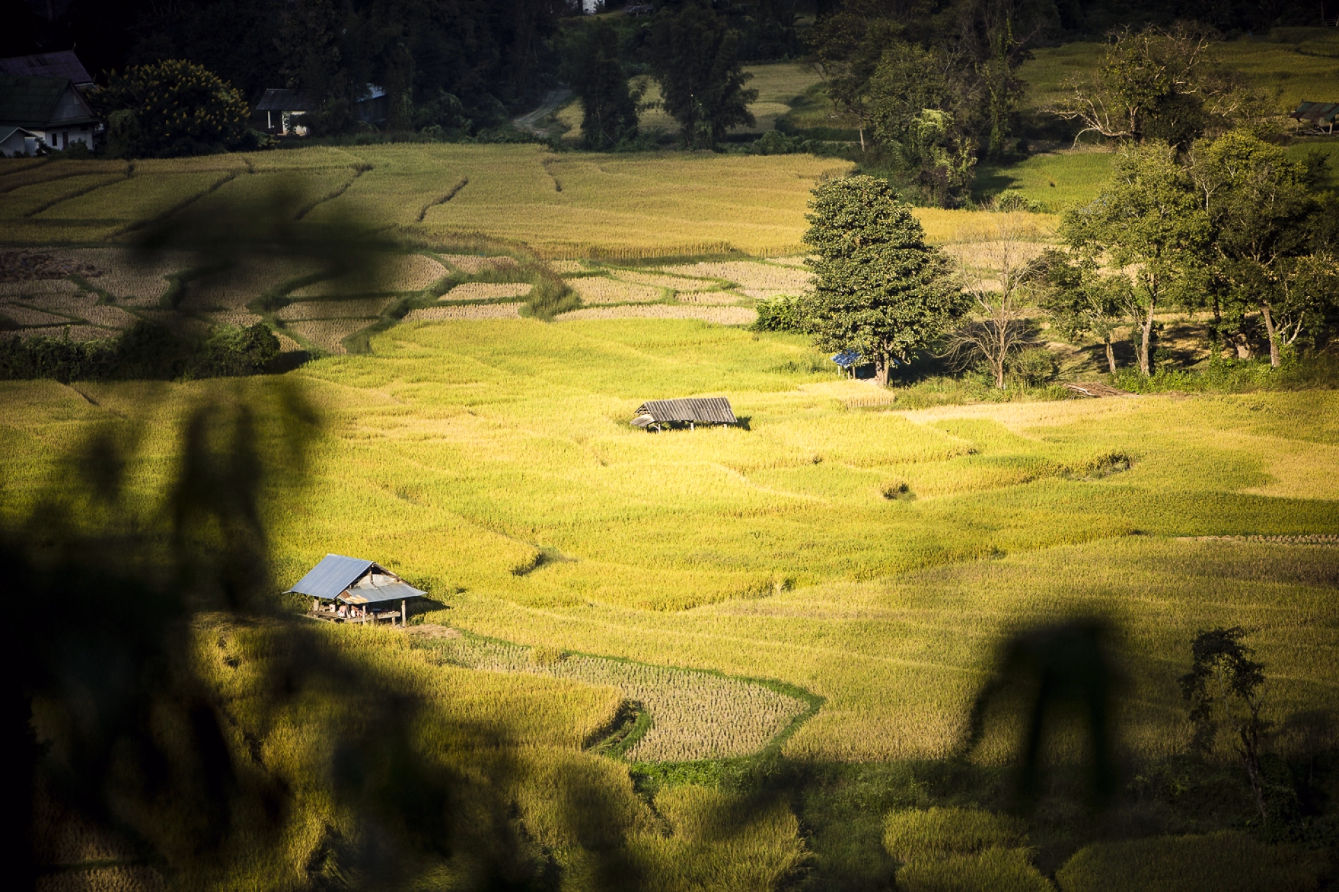 Excursion nature dans les rizières Karen en Thaïlande