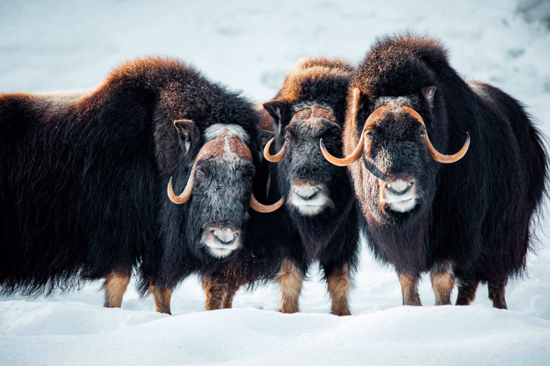 Le sud de la Norvège en hiver