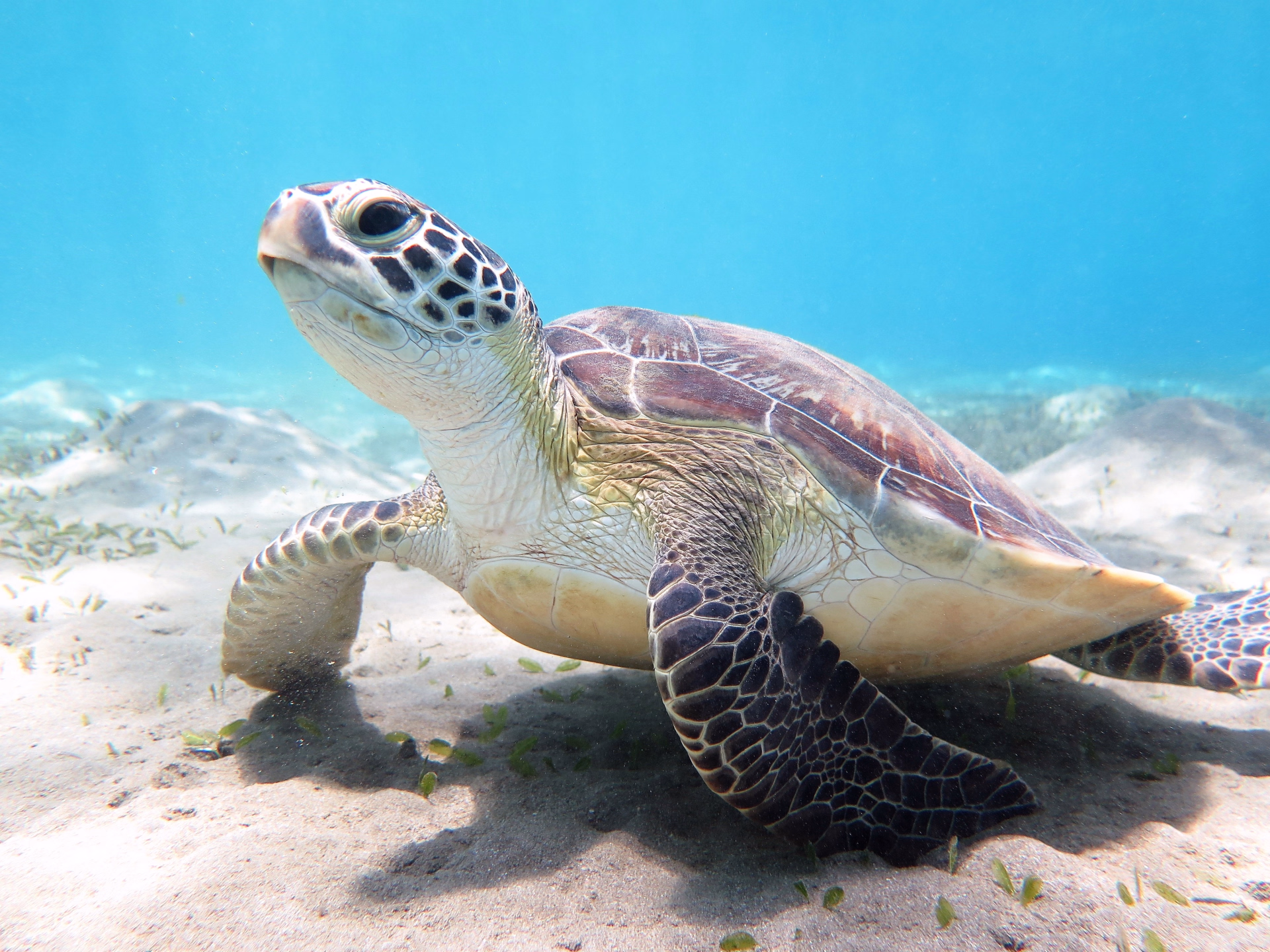 6 jours de plongée à Marsa Alam : explorez 12 sites en mer Rouge