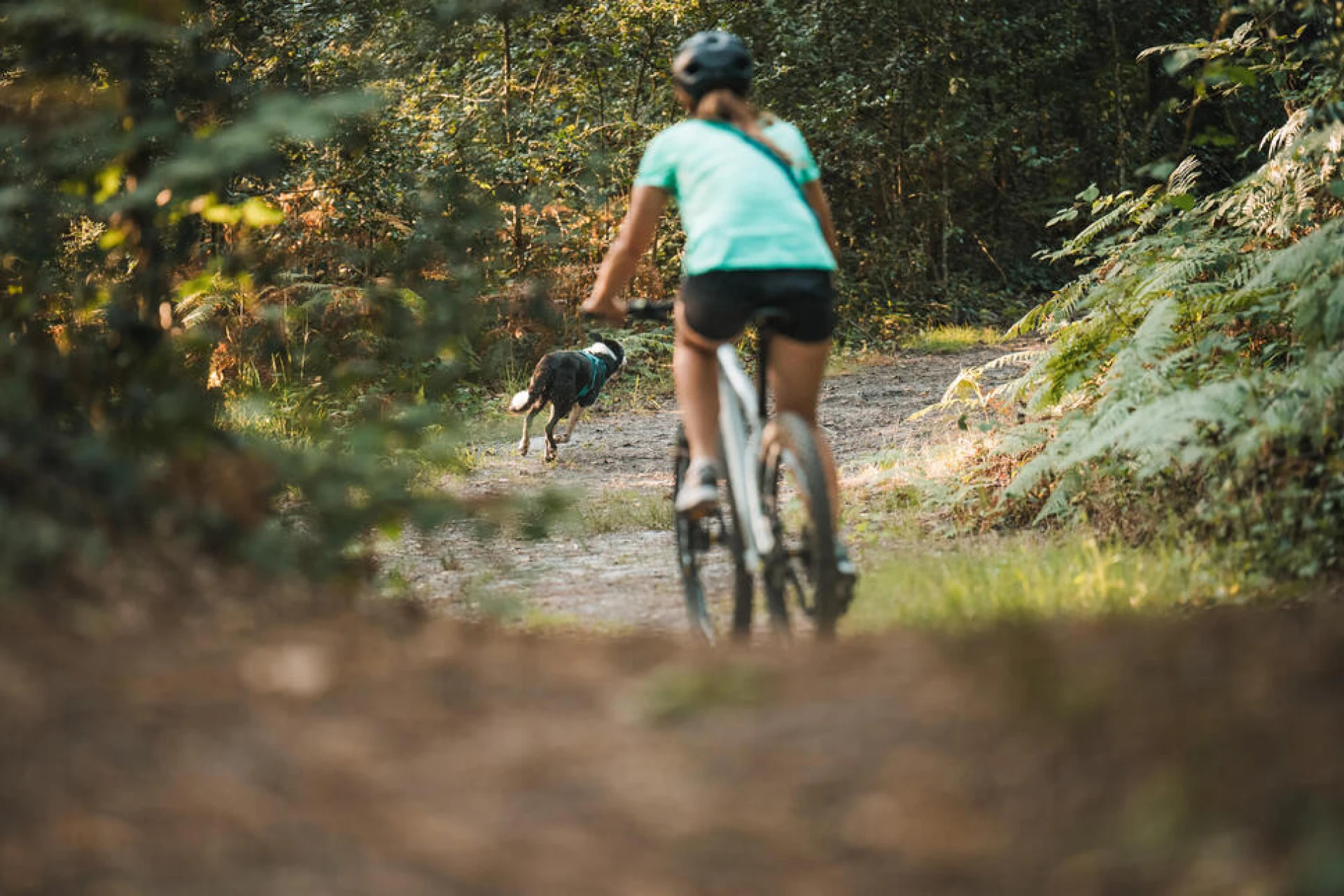 séjour multiactivité chien