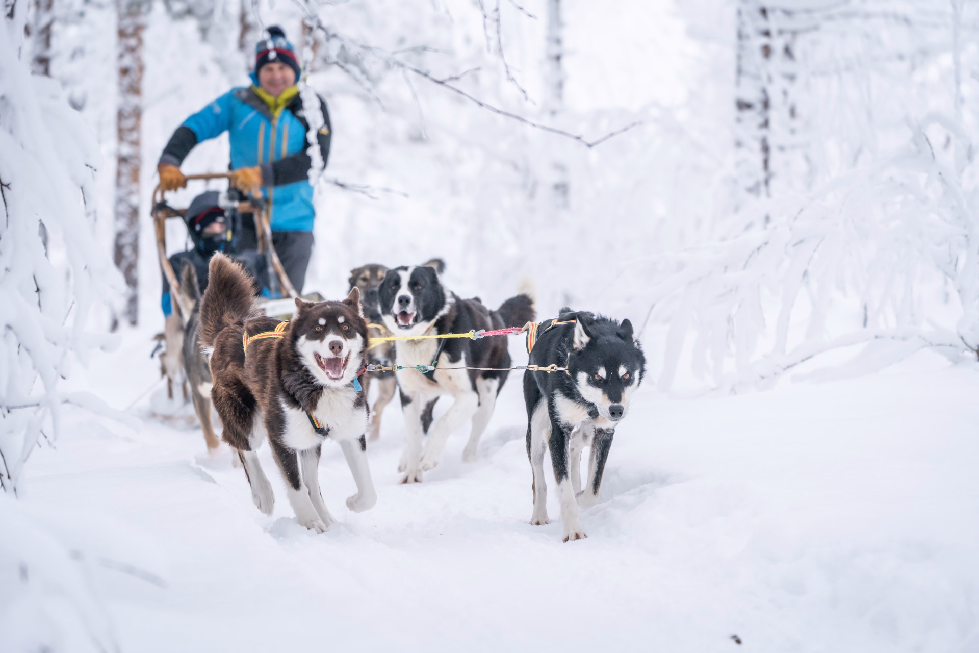 Expédition chien de traîneau dans le Parc National de Dividalen