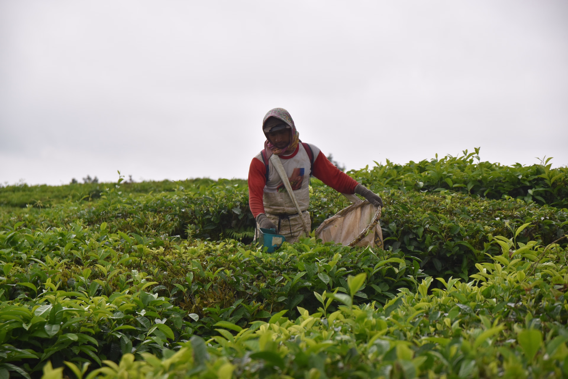 Sumatra Nord en vélo électrique : Lac Toba et jungle de Sumatra