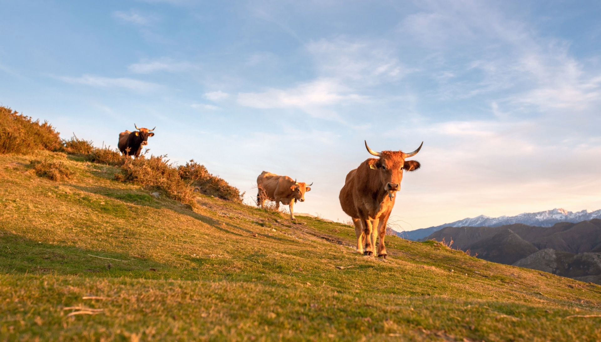 Randonnée en Aubrac entre grands espaces et traditions