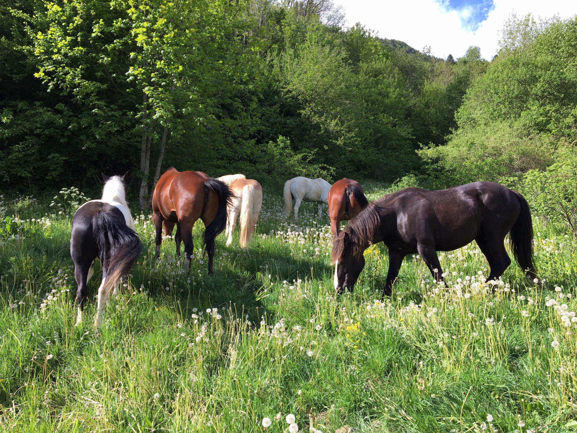Randonnée à cheval entre forêts et montagnes dans le Massif des Bauges