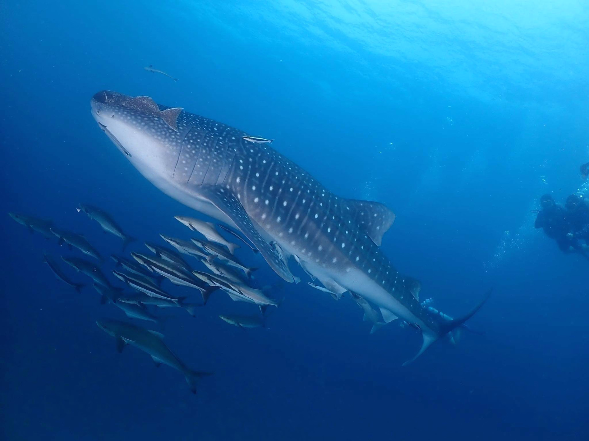 À la découverte des majestueux requins lors de vos sorties plongée