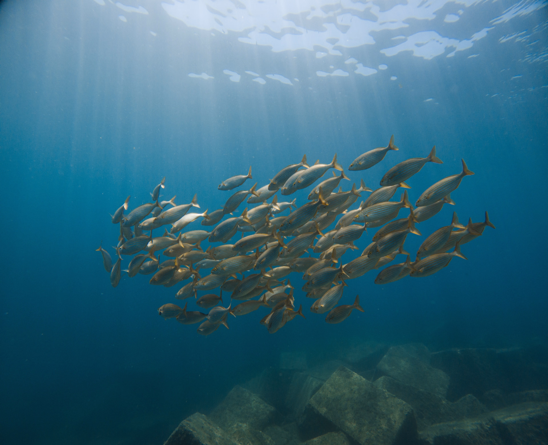 Pack de 2 plongées en Discover Scuba Diving à Majorque