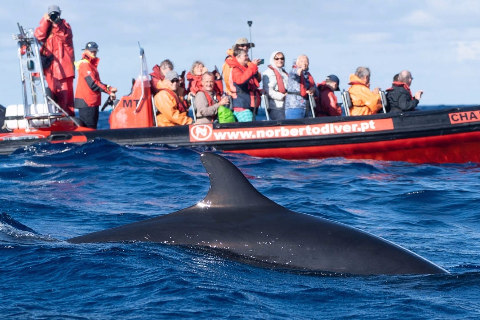 Plongée et observation des baleines aux Açores sur l’île de Faial