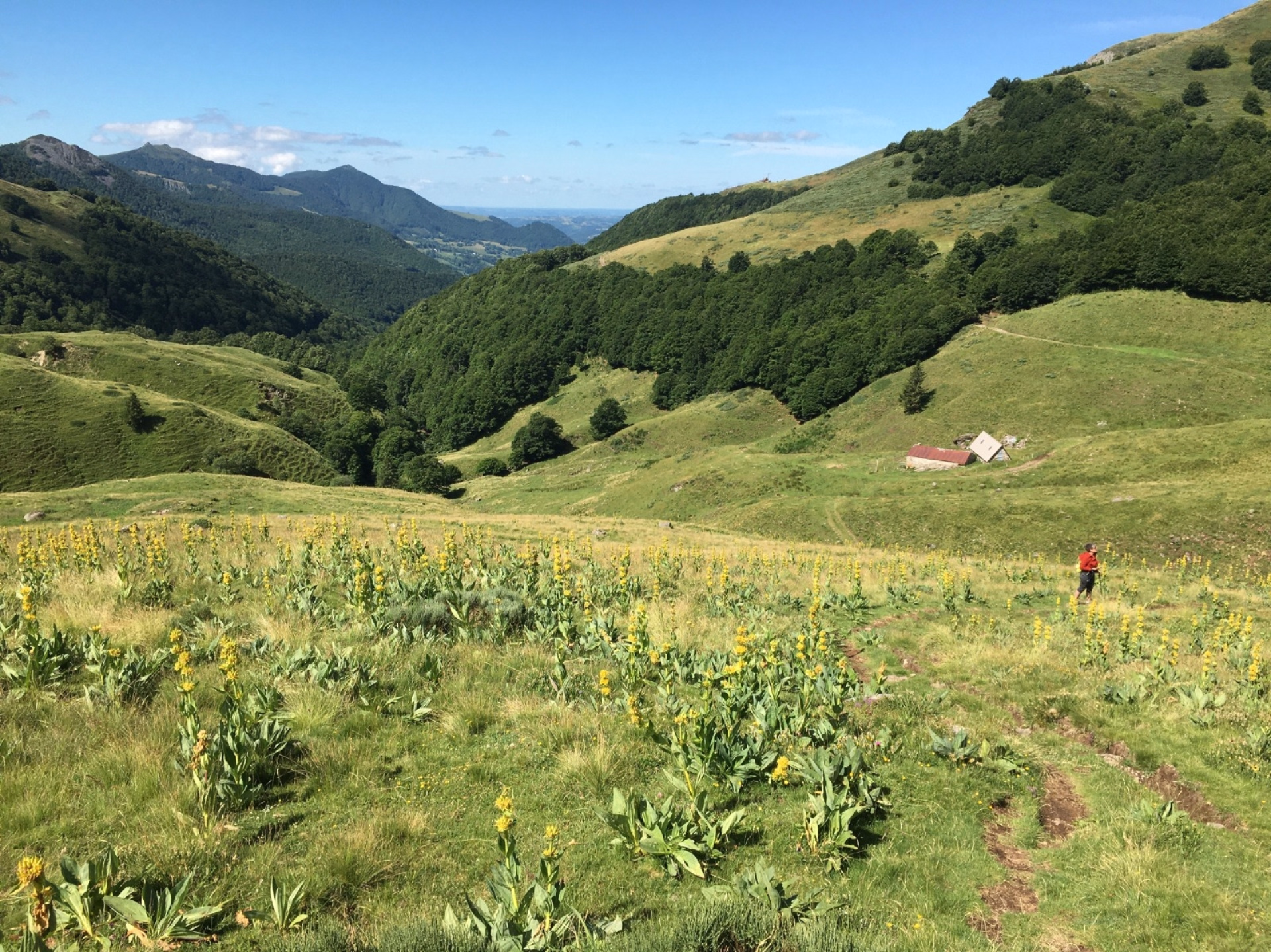 Randonnées pédestres sur le grand volcan du Cantal