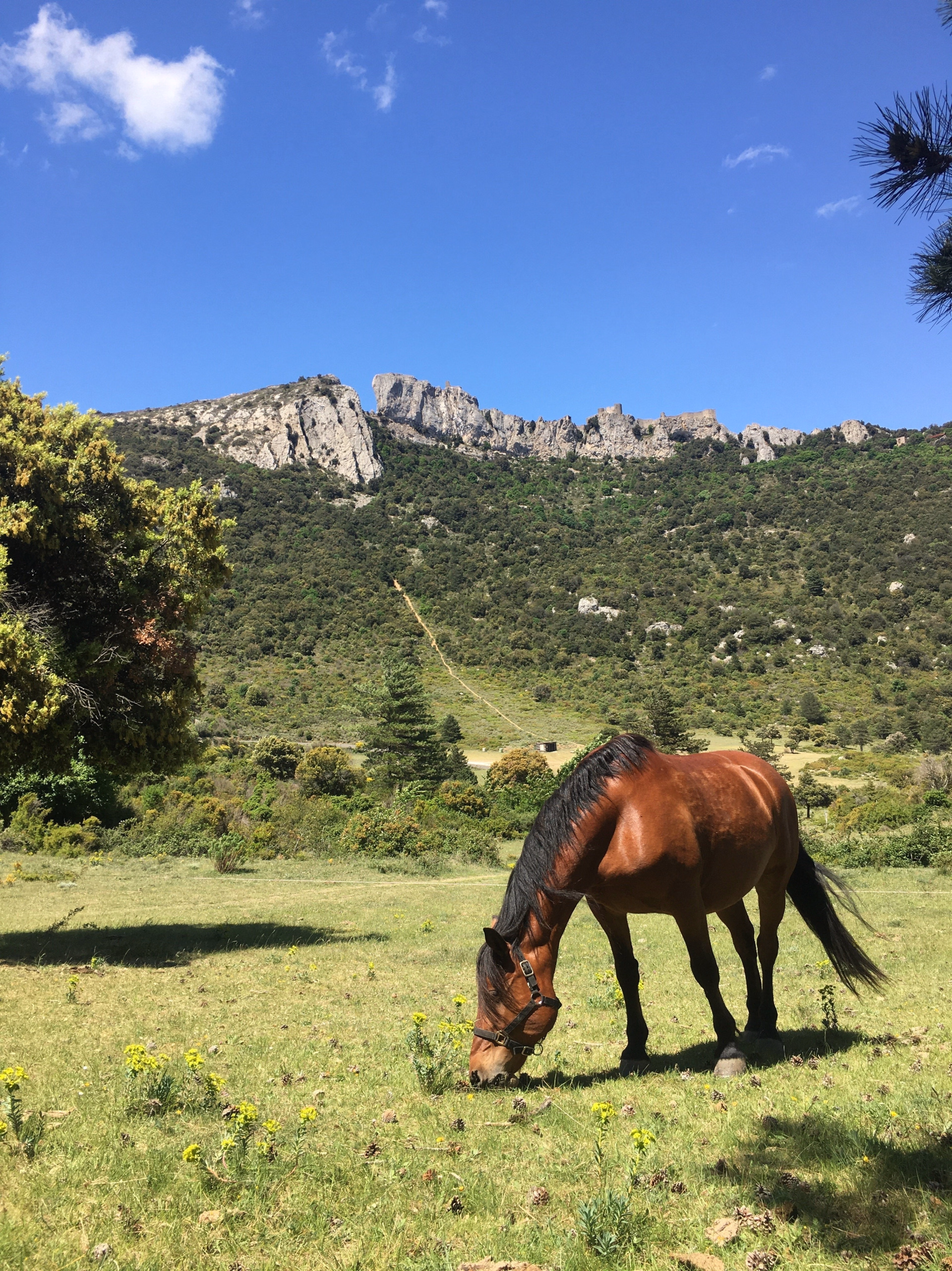 Rando équestre des citadelles en Pays Cathare