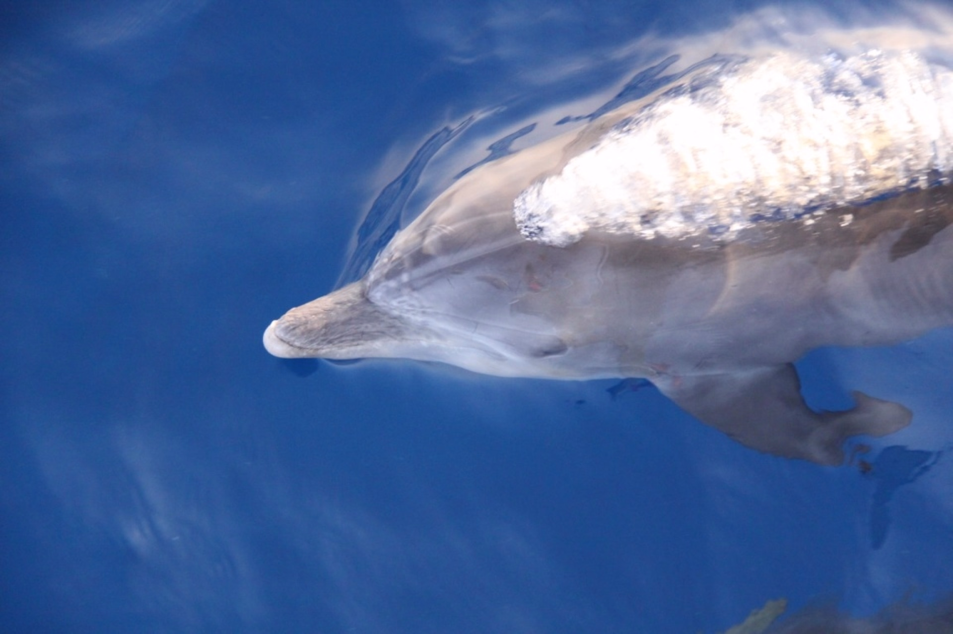 Cours Advanced Open Water Diver en Mer Rouge à Soma Bay