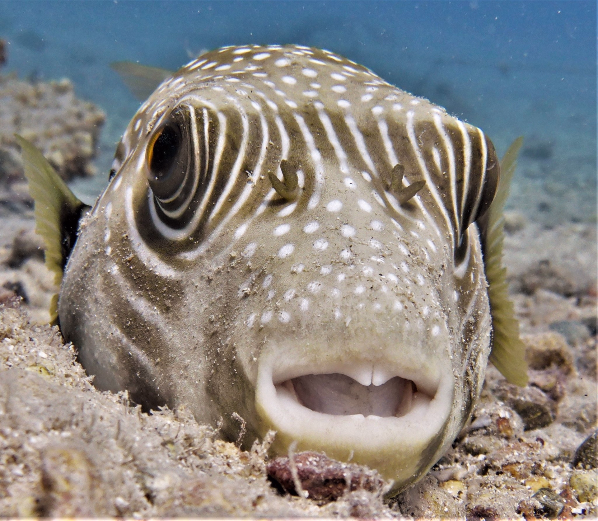 Plongée AOWD dans les secrets de la Mer Rouge à El Gouna