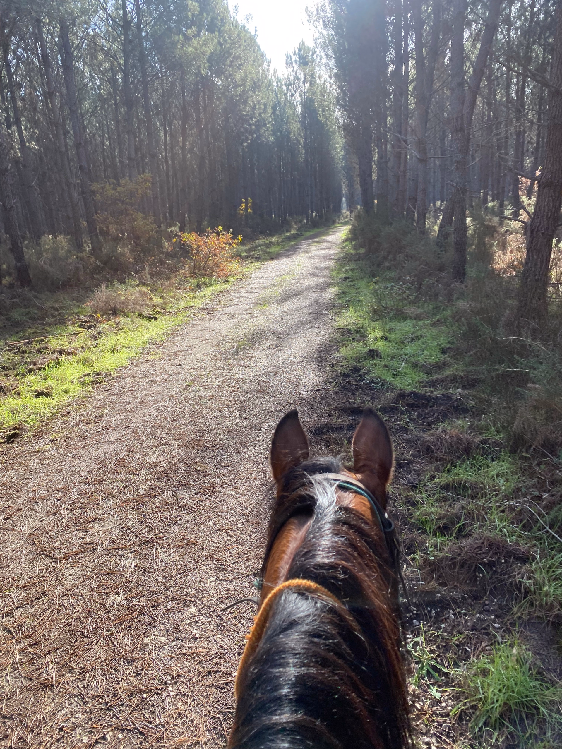 Séjour Canter et Thalasso