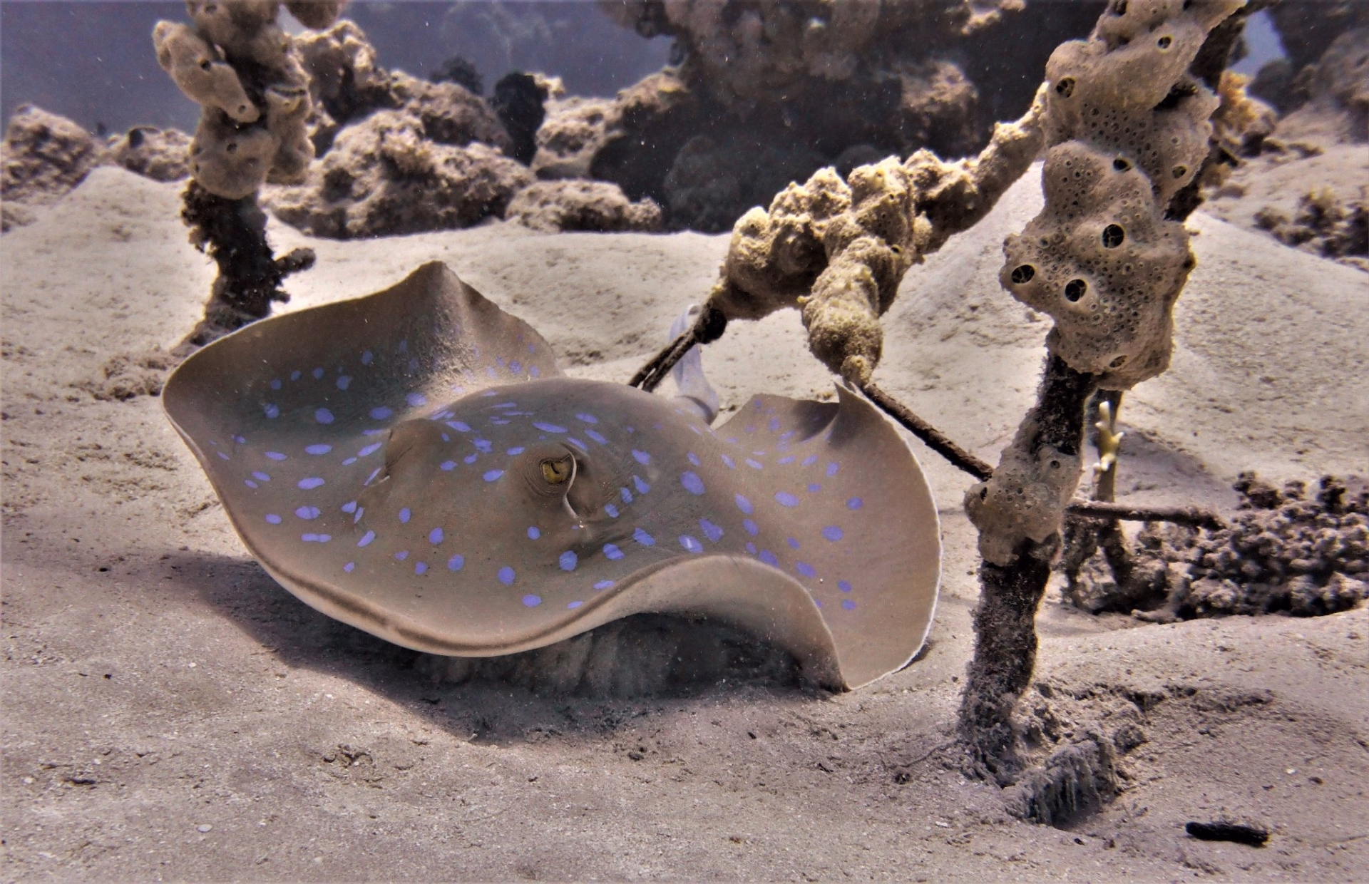 Séjour plongée en mer Rouge : explorez épaves et coraux