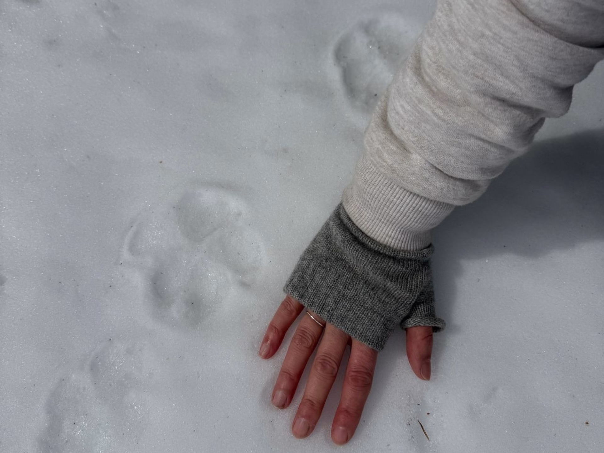 Une aventure sur les traces des loups dans les Alpes