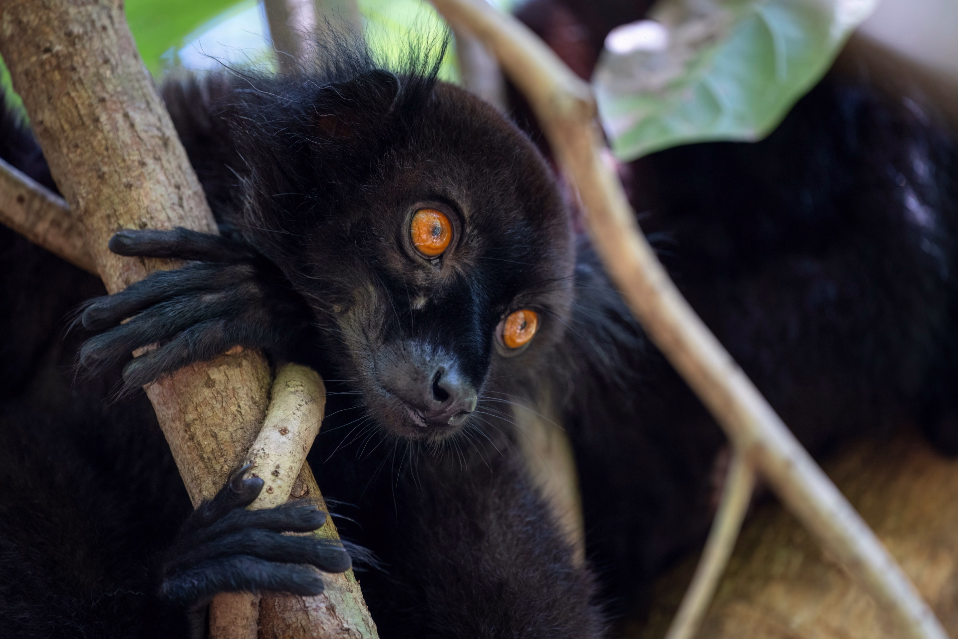 Mora Mora : plongée avec les géants de Nosy Be
