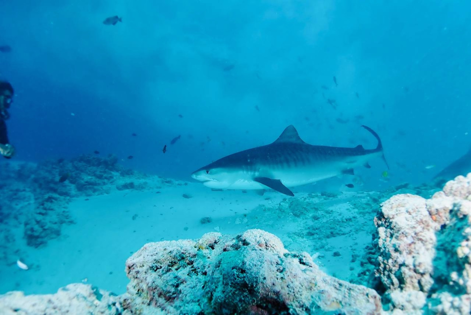 10 plongées aux Maldives sur l’île locale de Himmafushi