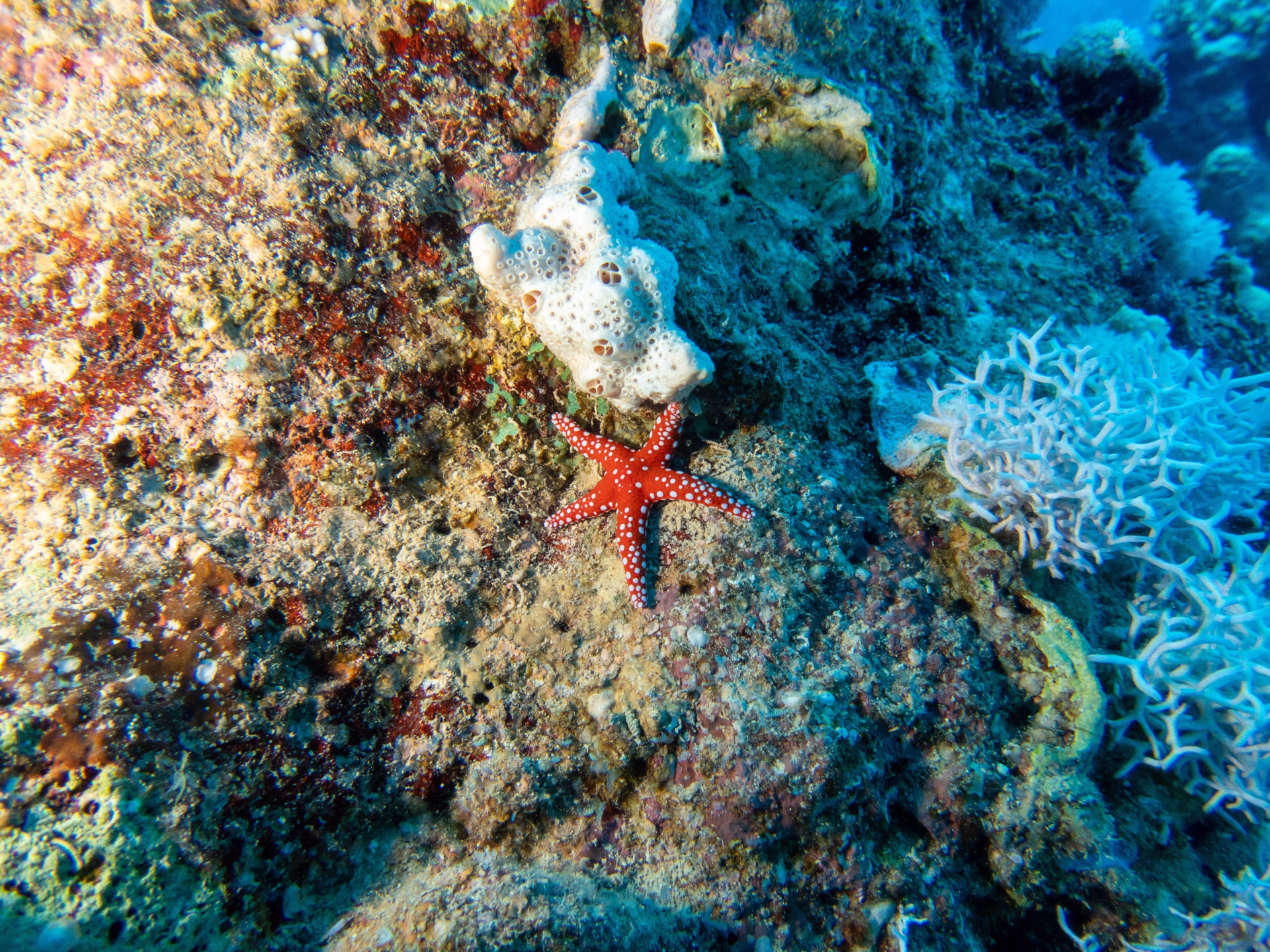 Plongées d'exploration variées en mer Rouge