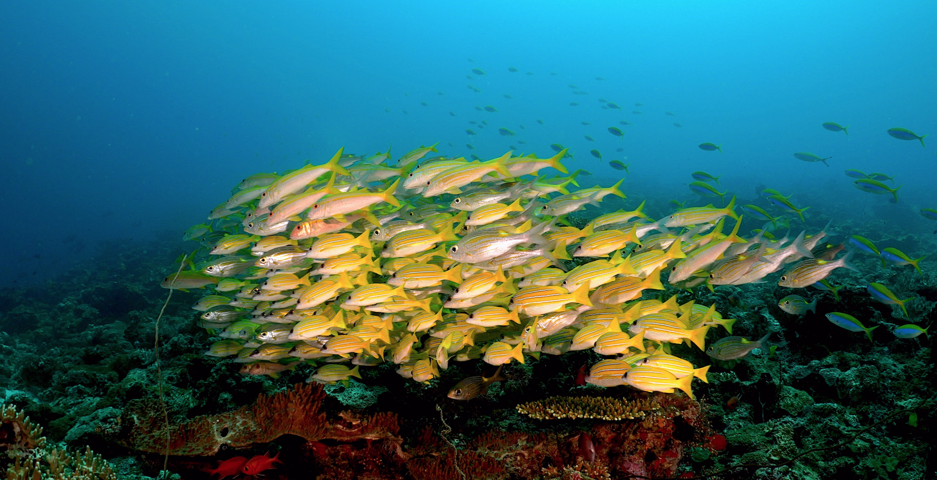 Progressez en plongée avec le PADI Advanced aux Maldives