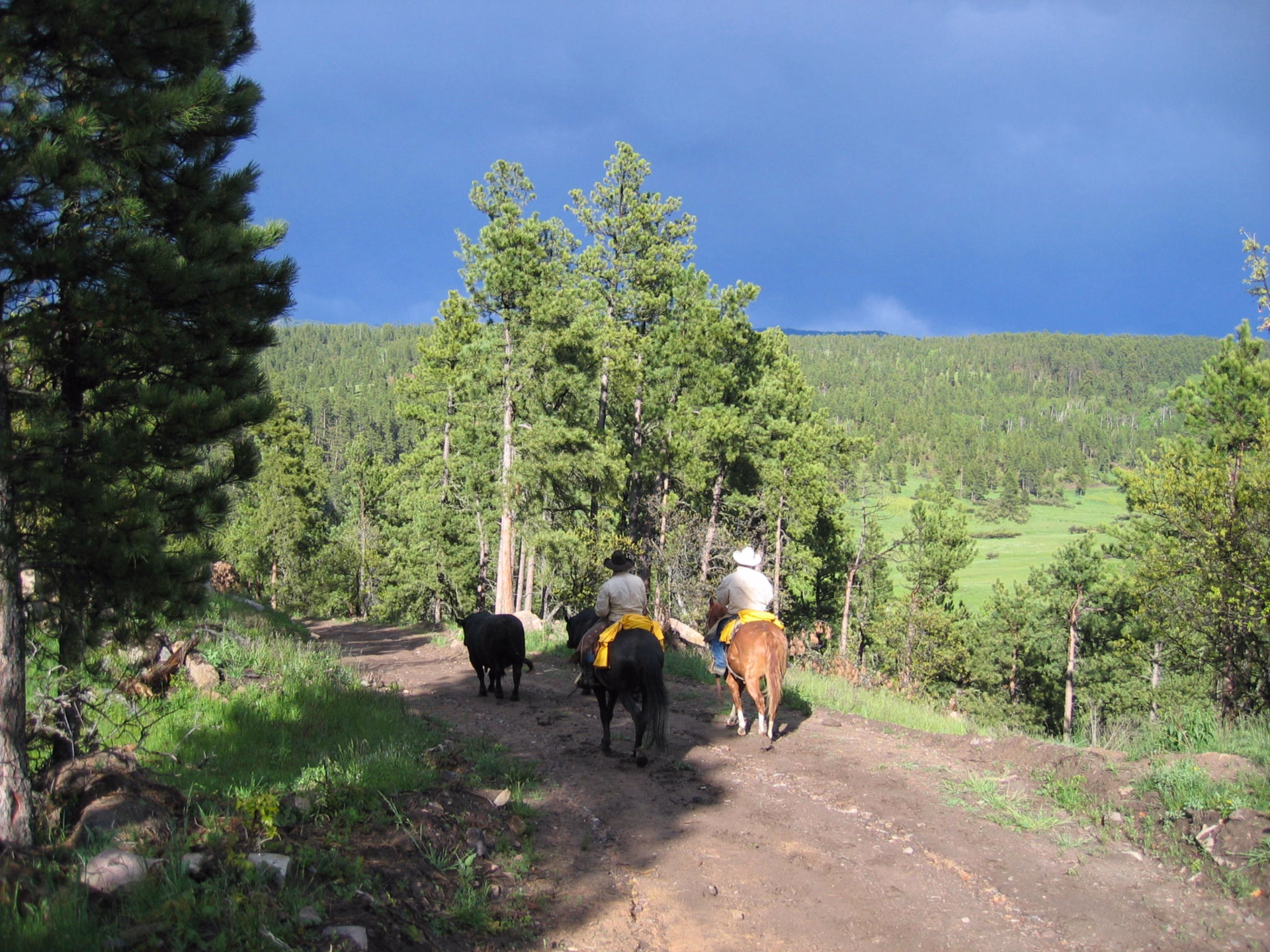 Immersion dans la vie des cowboys du Wyoming
