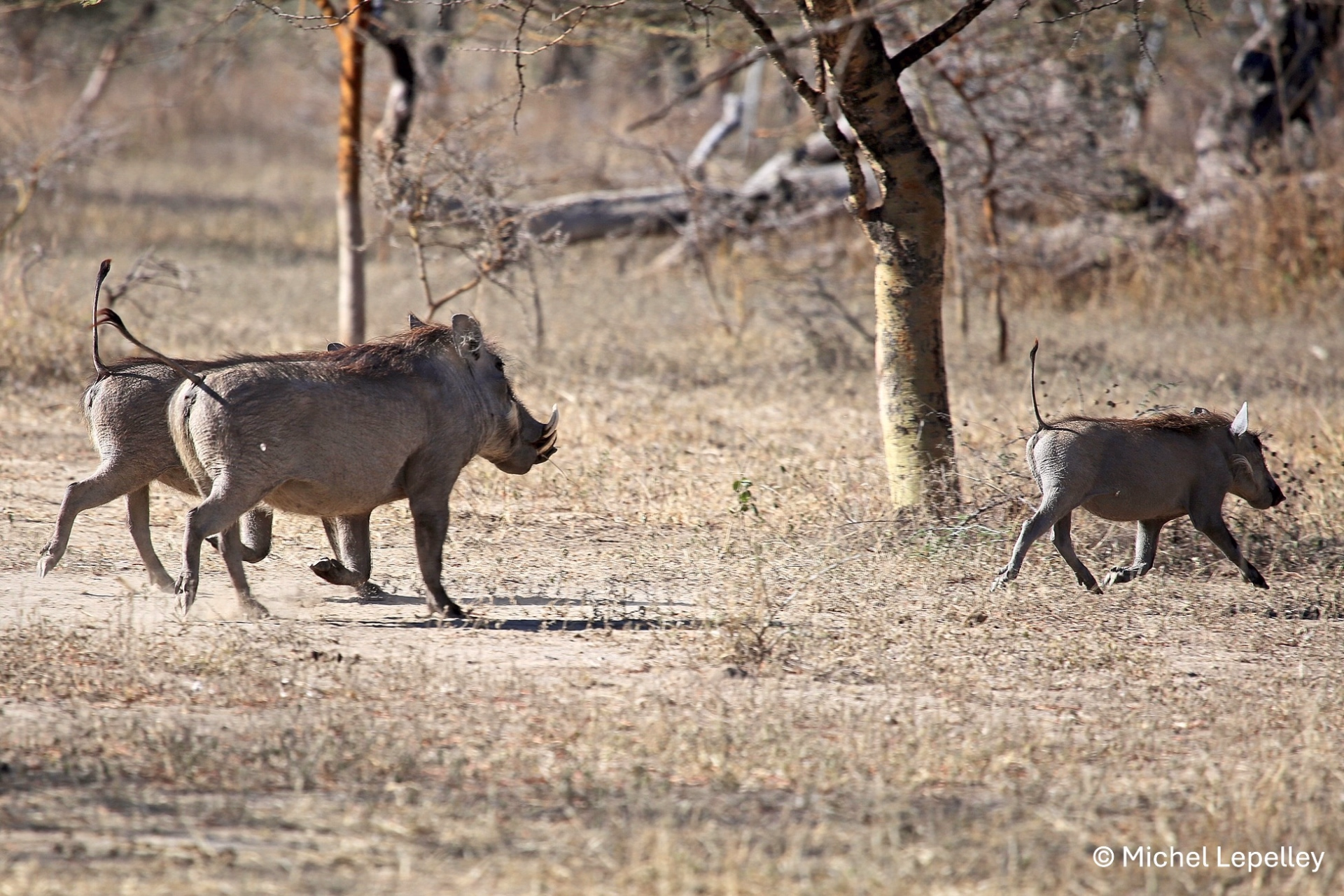 Safari animalier et nature sauvage au cœur de l’Éthiopie