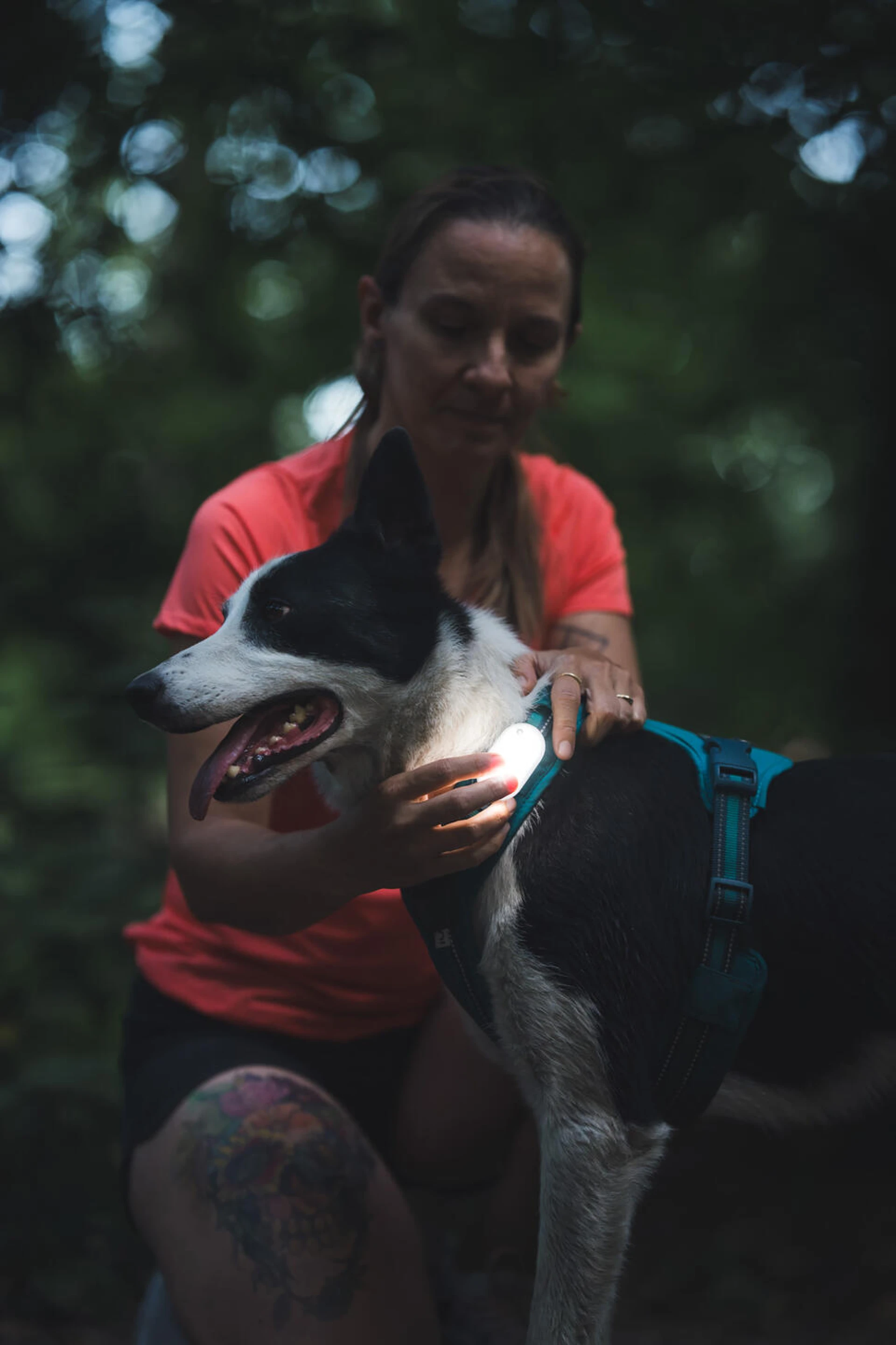séjour avec son chien