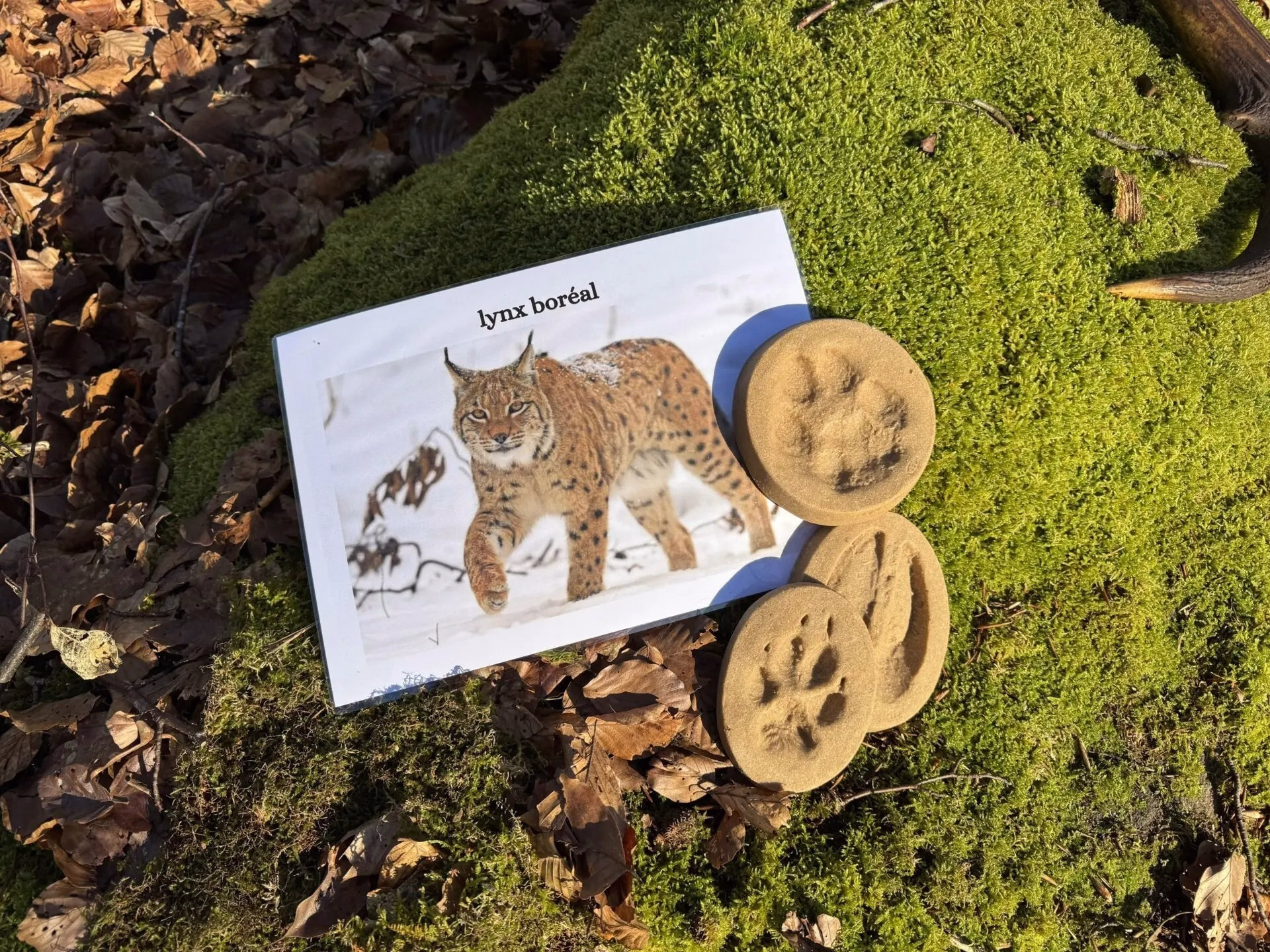 Randonnée et observation de la faune sauvage dans les Vosges