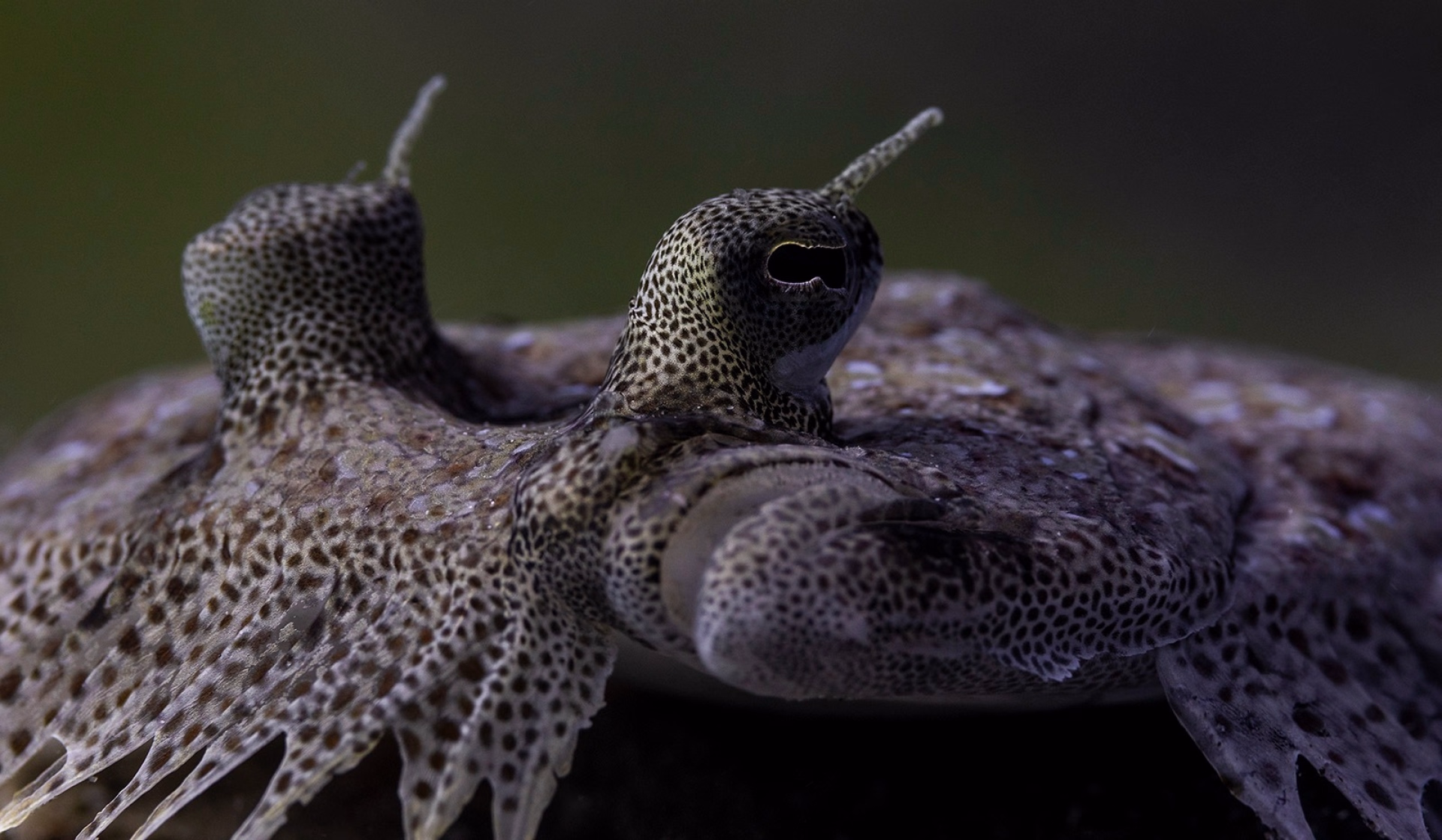 Expédition Sinaï : pack 10 plongées et safari désertique