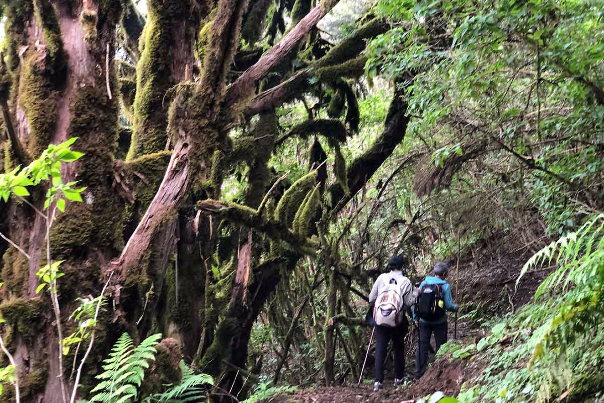 Randonnée sur le parcours naturel de l'île d'El Hierro