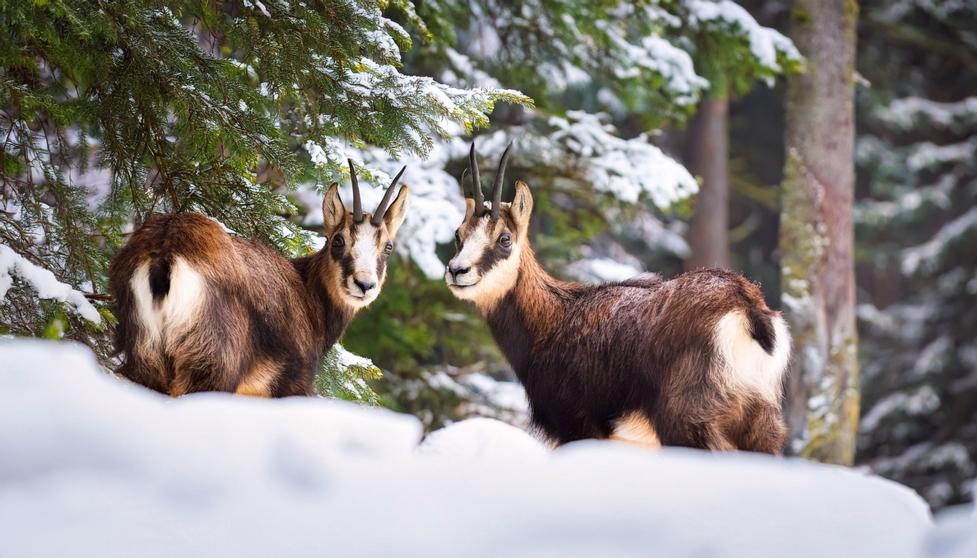Raquettes, détente et balnéo au Pays du Mont-Blanc