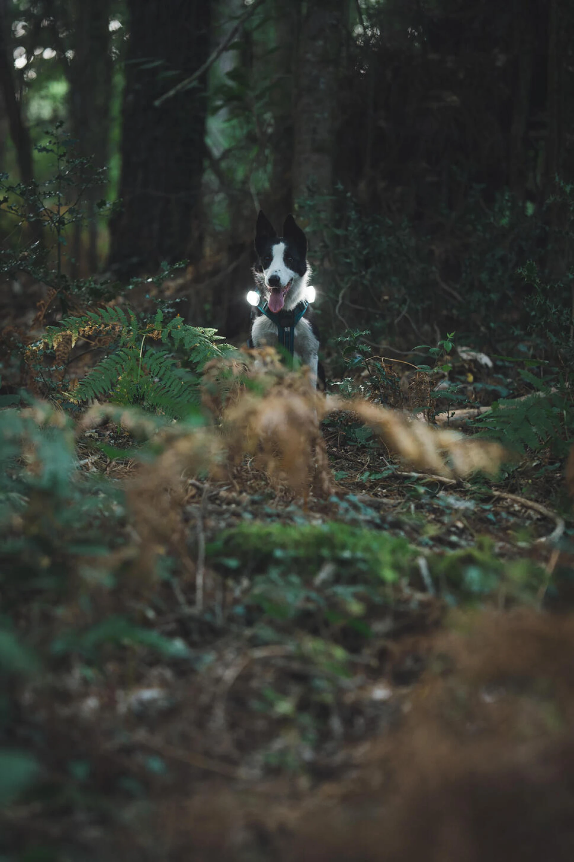 séjour avec son chien