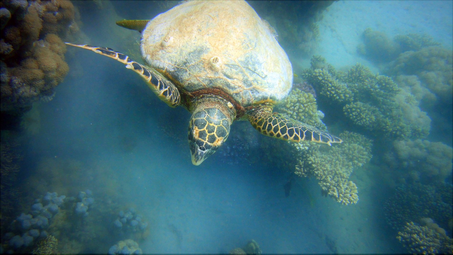 Excursion de plongée en felucca à El Gouna