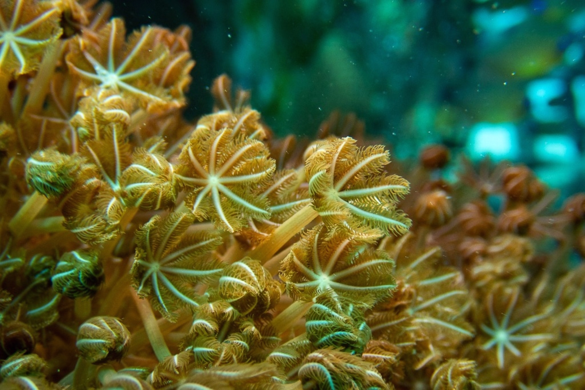 Initiation à la plongée en mer Rouge en felucca à Soma Bay