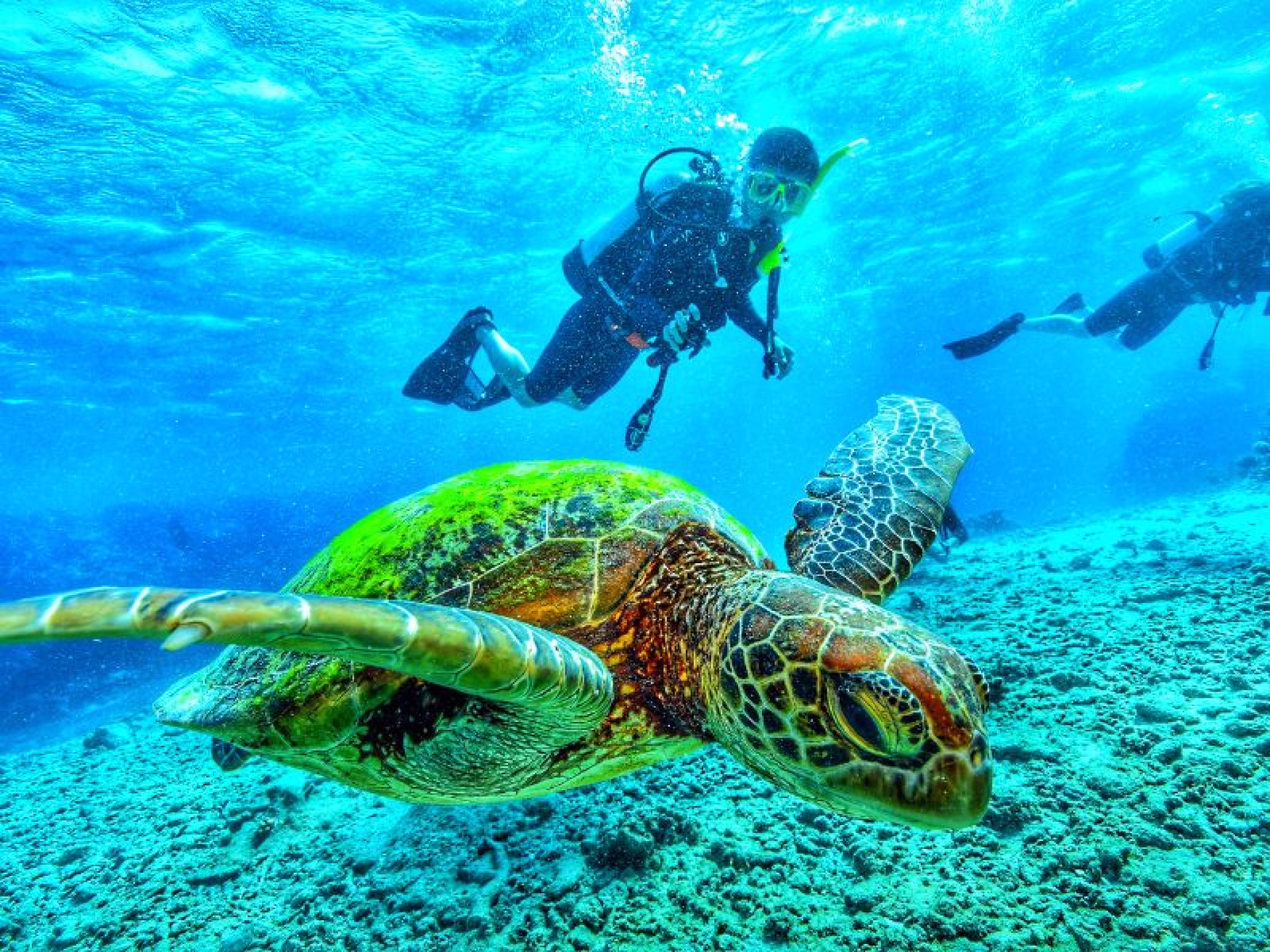 À la découverte de la faune maritime © À la découverte de la faune maritime
