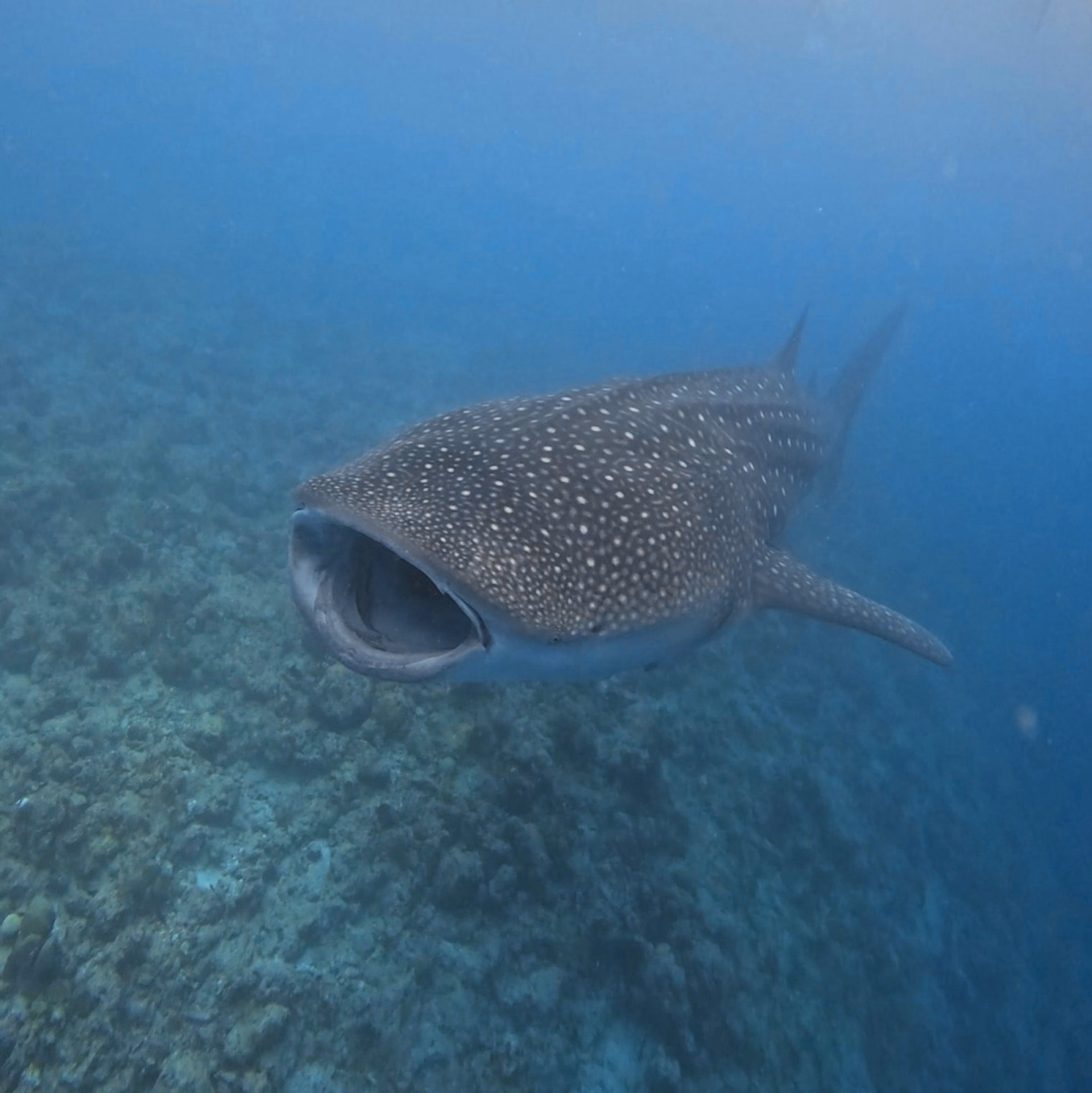 Semaine de plongée dans l'atoll d'Ari Sud sur une île locale aux Maldives