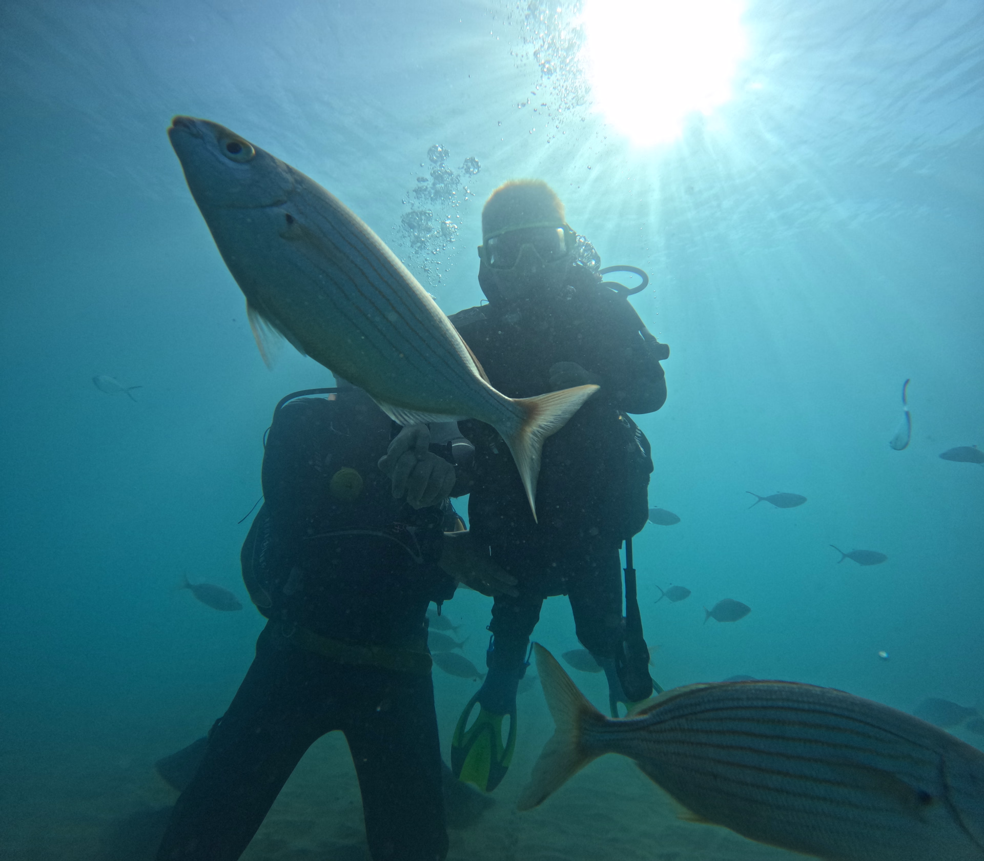 Formation courte PADI Open Water Diver à Tenerife