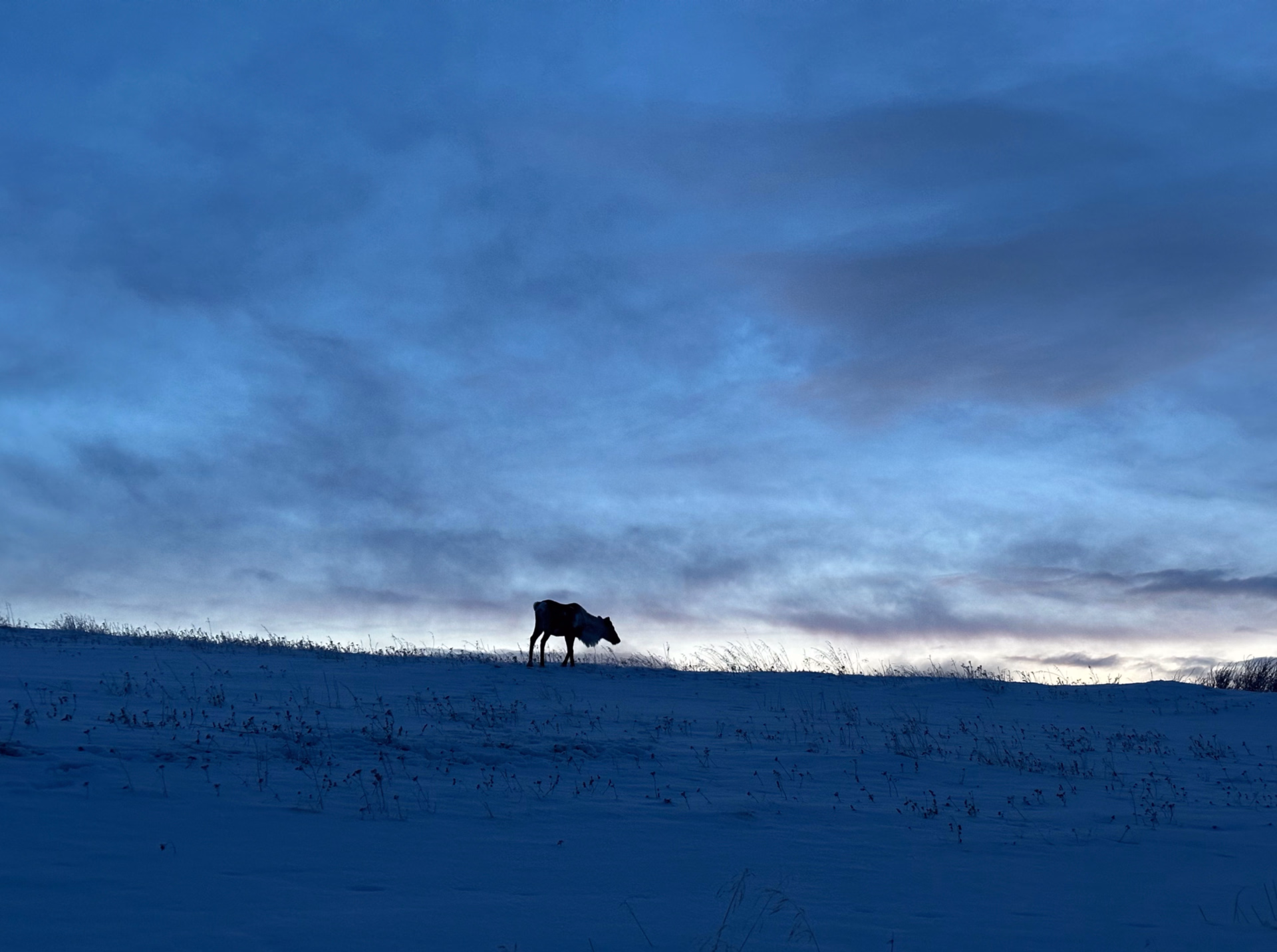 Expédition en terre arctique - chiens de traîneau et bivouac