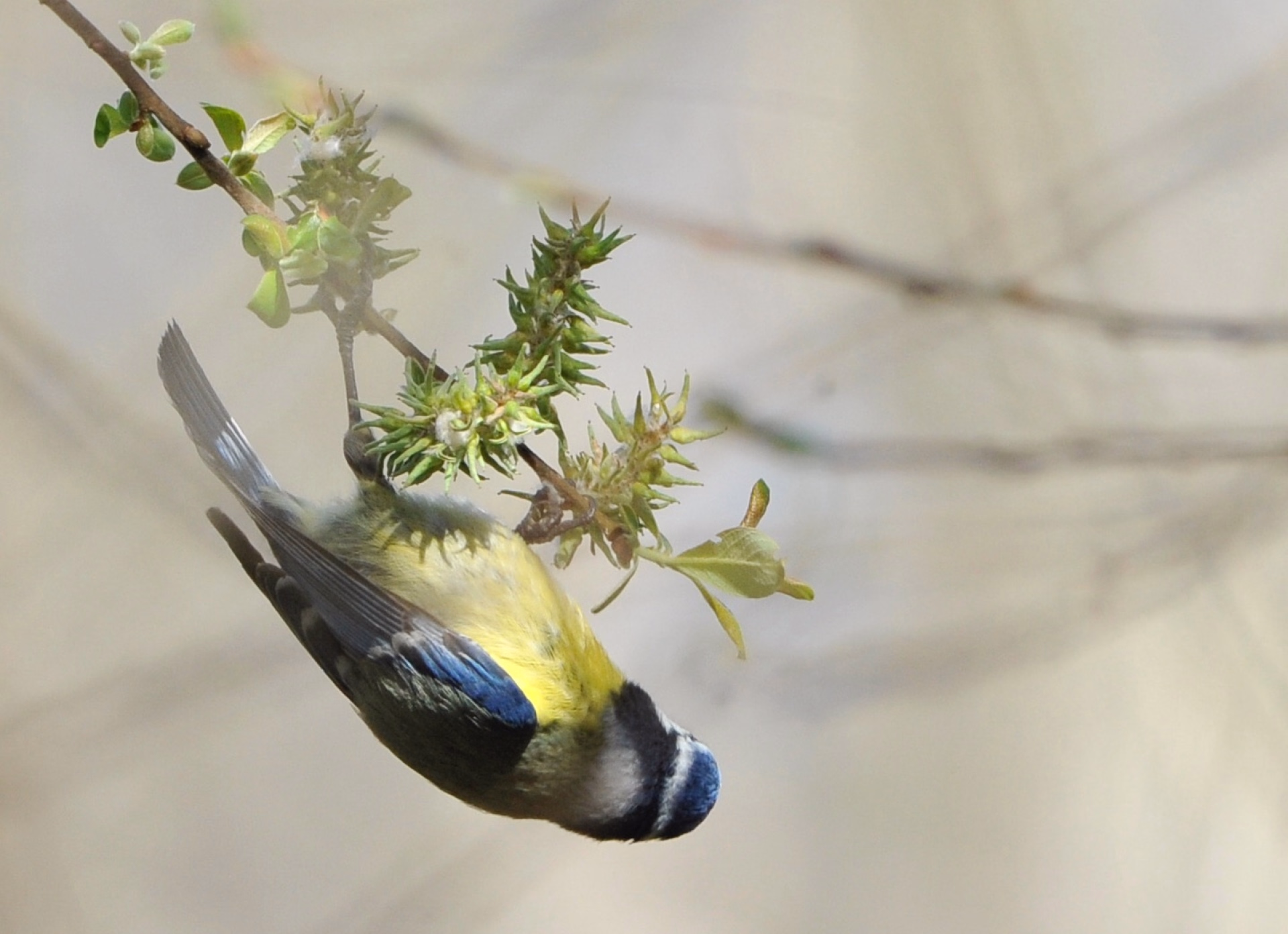 Reconnaitre les oiseaux du Périgord