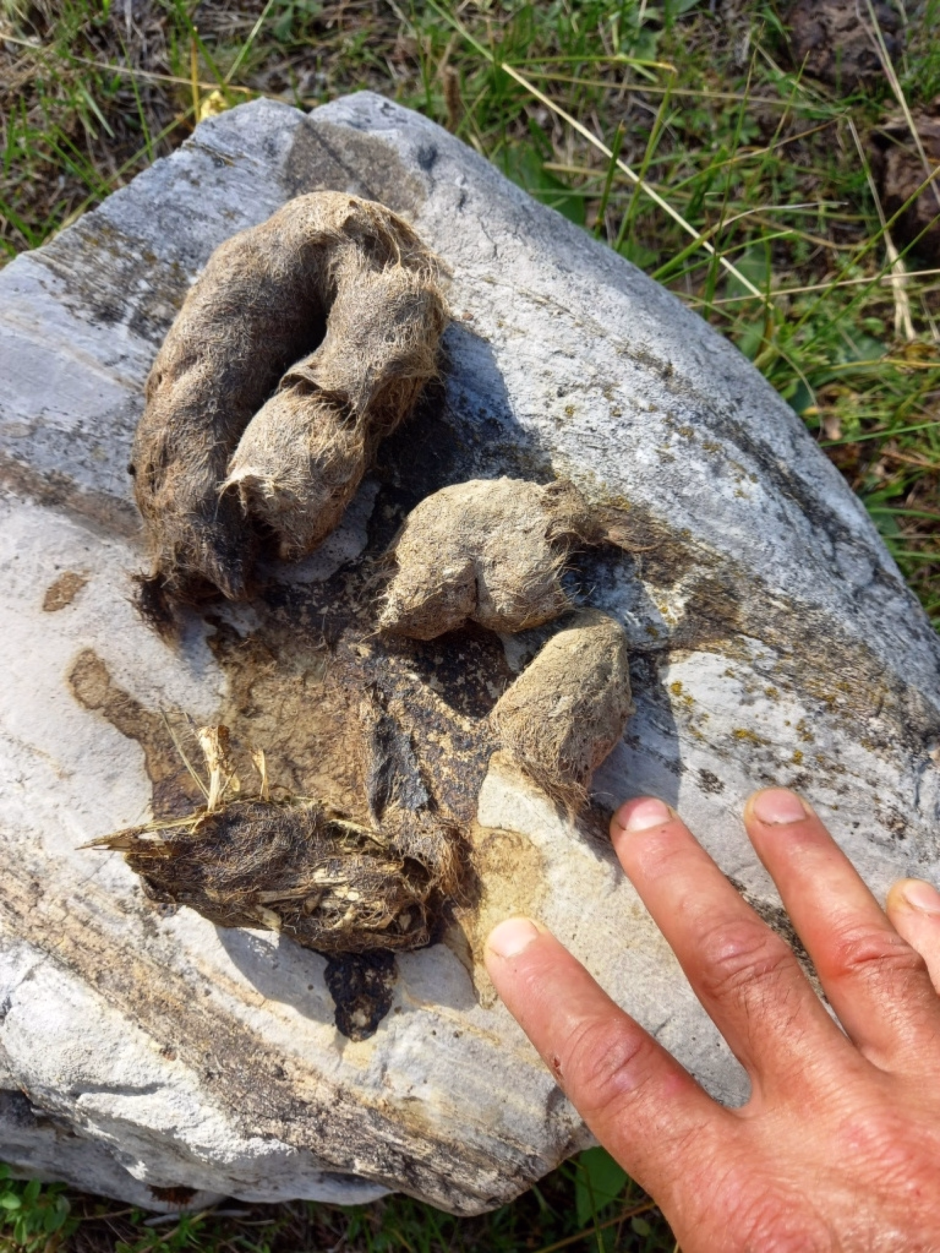 Randonnée et bivouac sur les traces du loup dans les Hautes-Alpes