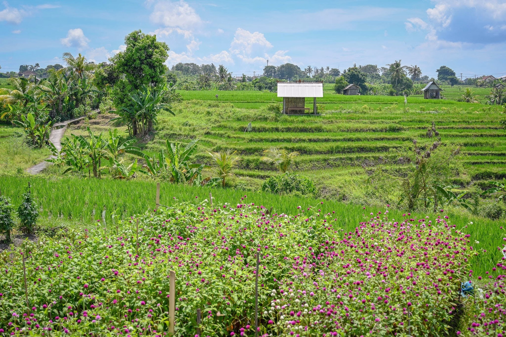 Tour de l'ouest de Bali à VTT : rizières, volcans et côte sauvage