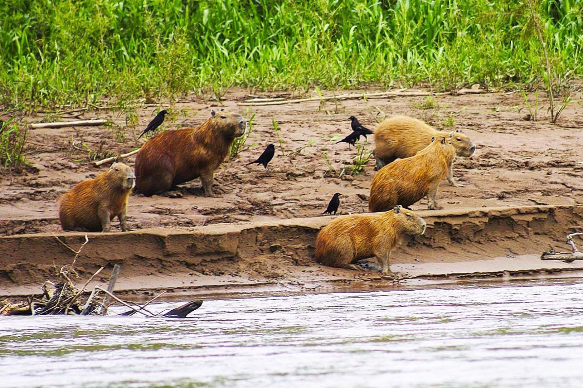 Réserve nationale de Tambopata : le sanctuaire de la nature