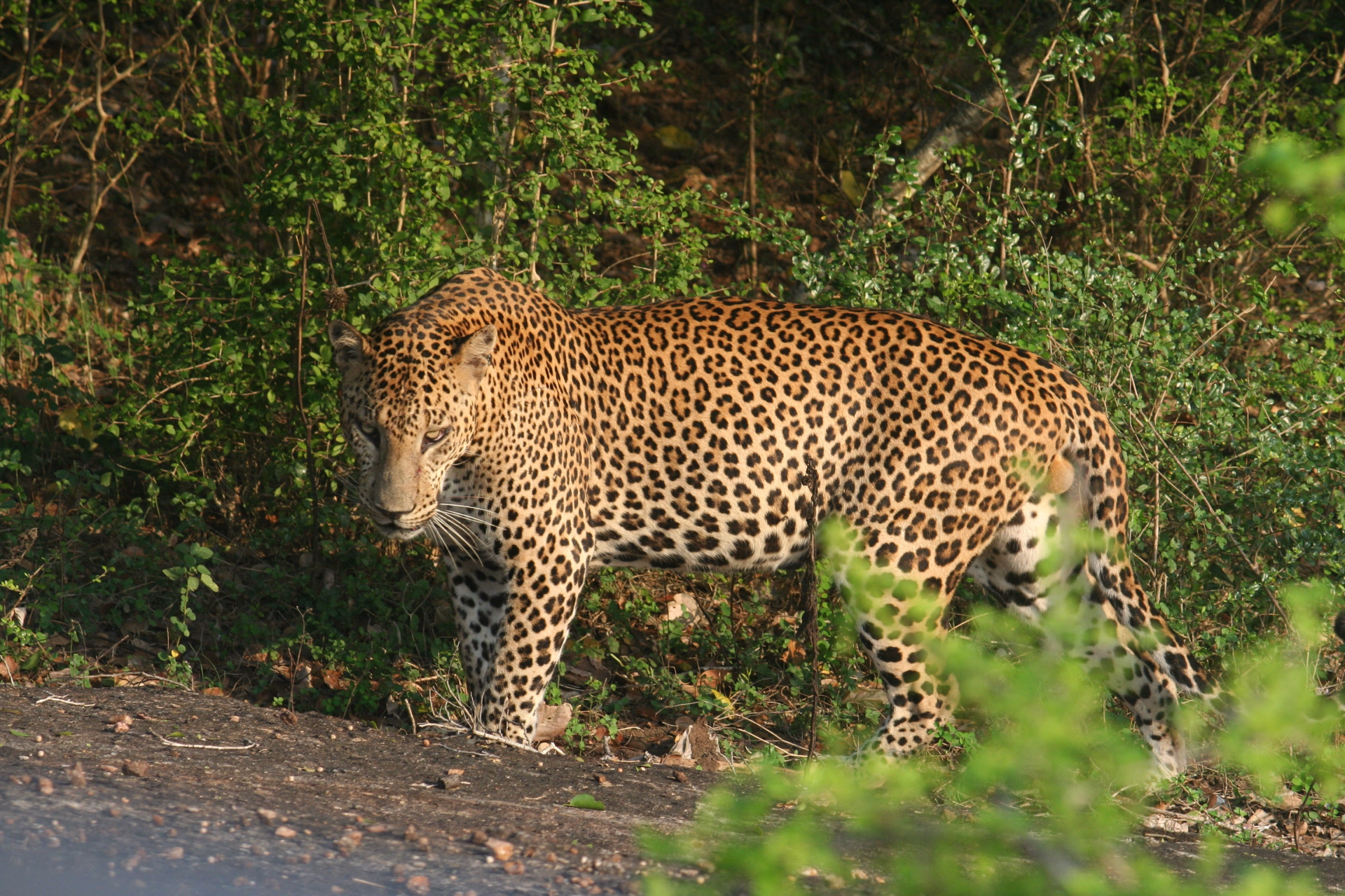 Sportliches und kulturelles Eintauchen in Kalpitiya, Sri Lanka