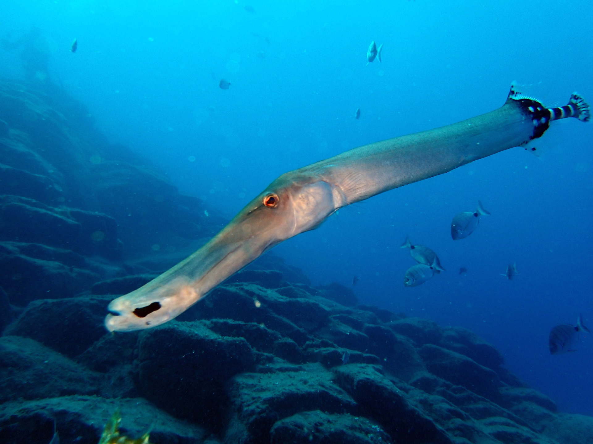 À la découverte de la faune marine de l'Atlantique à Tenerife