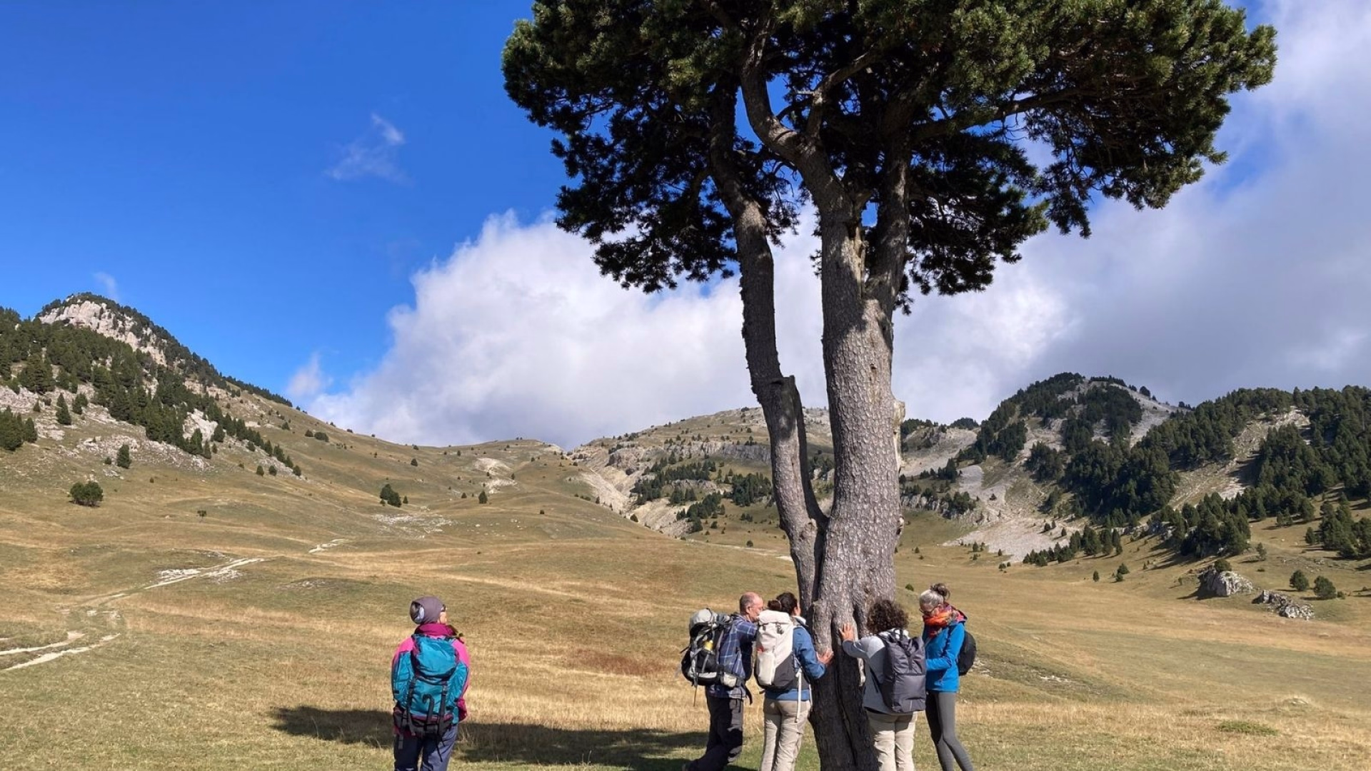Sur les traces du loup : à la rencontre de votre part sauvage