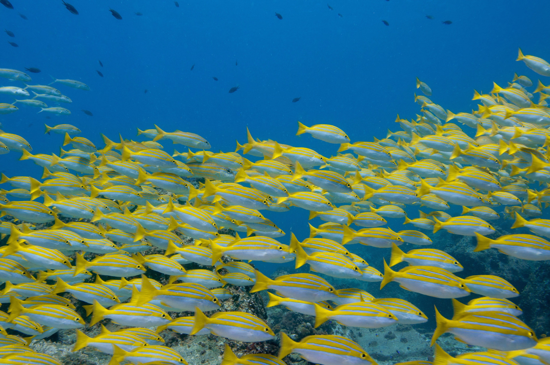 Open Water premium: à la découverte des trésors sous-marins de Nosy Be