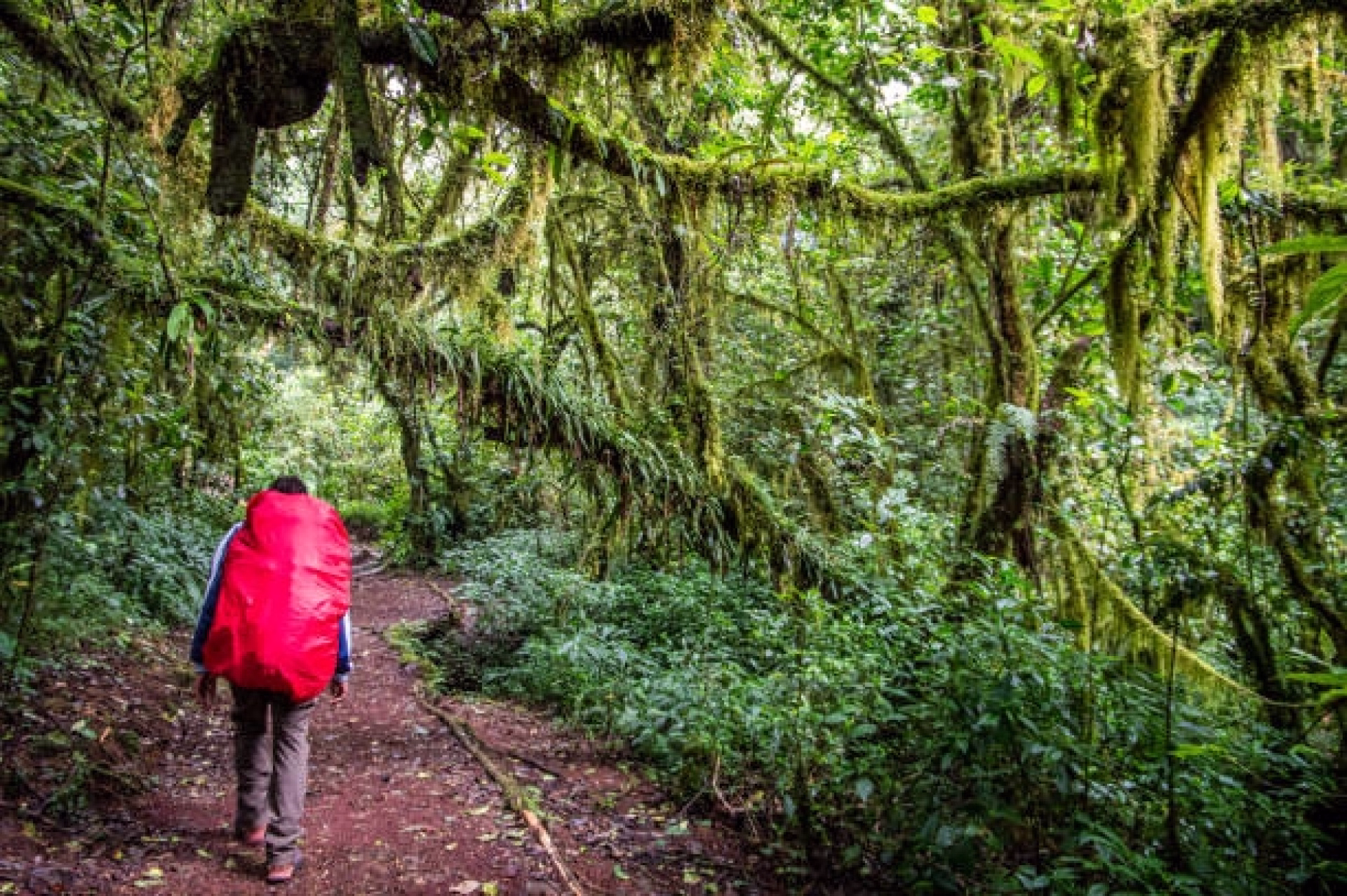 10 jours d'aventure : Kilimandjaro Marangu et évasion plage à Zanzibar