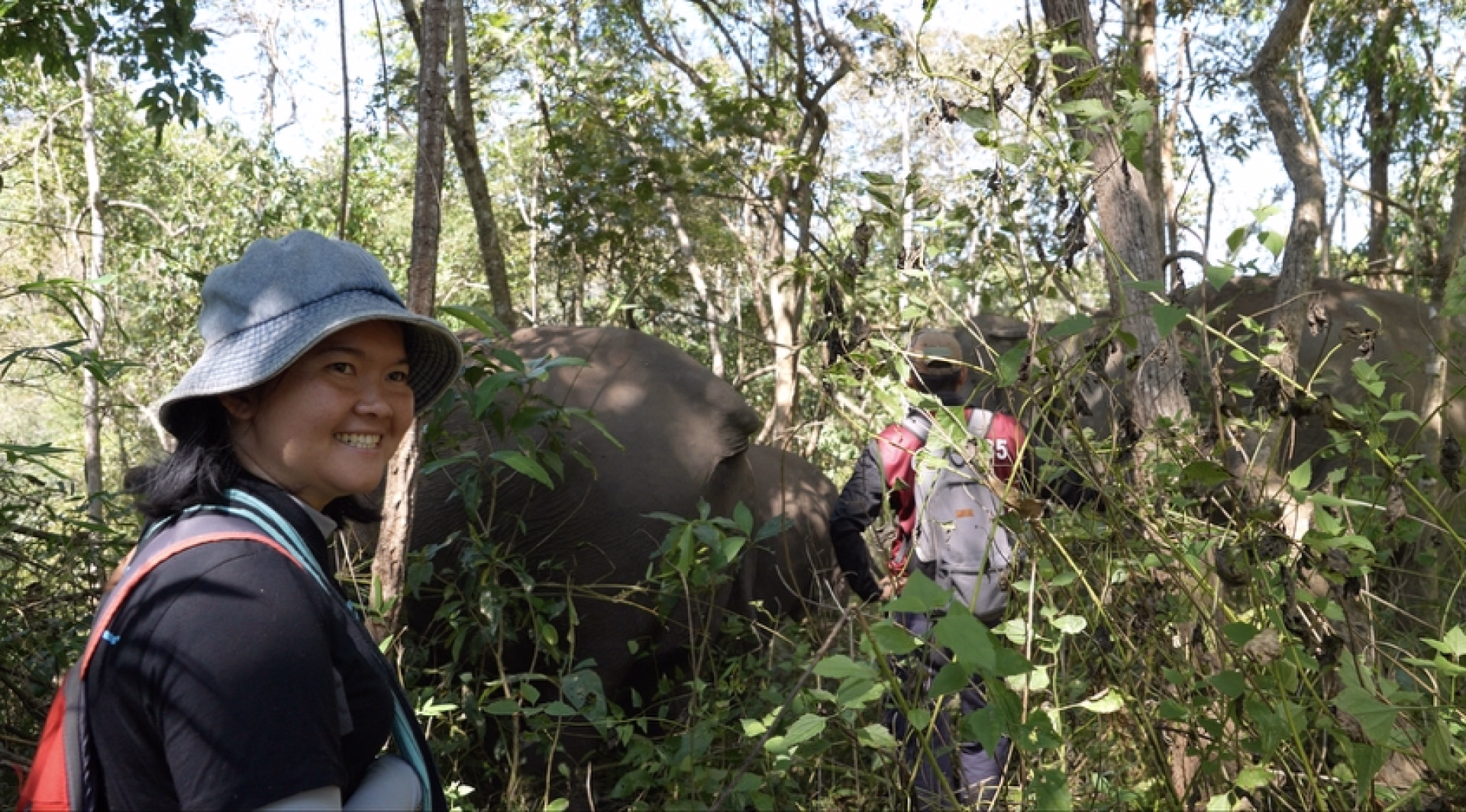 Trek, cascades et éléphants sauvages au cœur de la Thaïlande