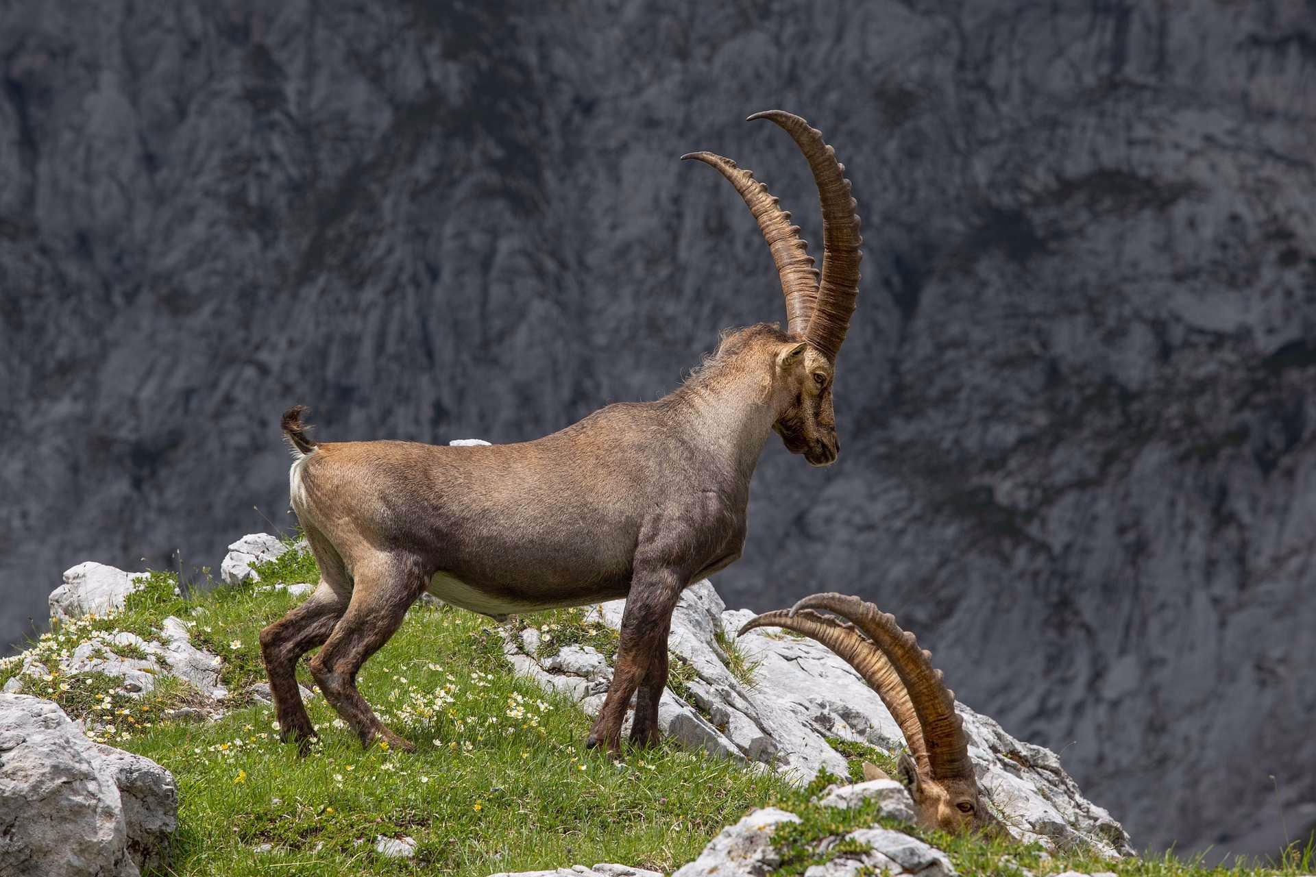 Bouquetin dans le parc national du Mercantour, Alpes