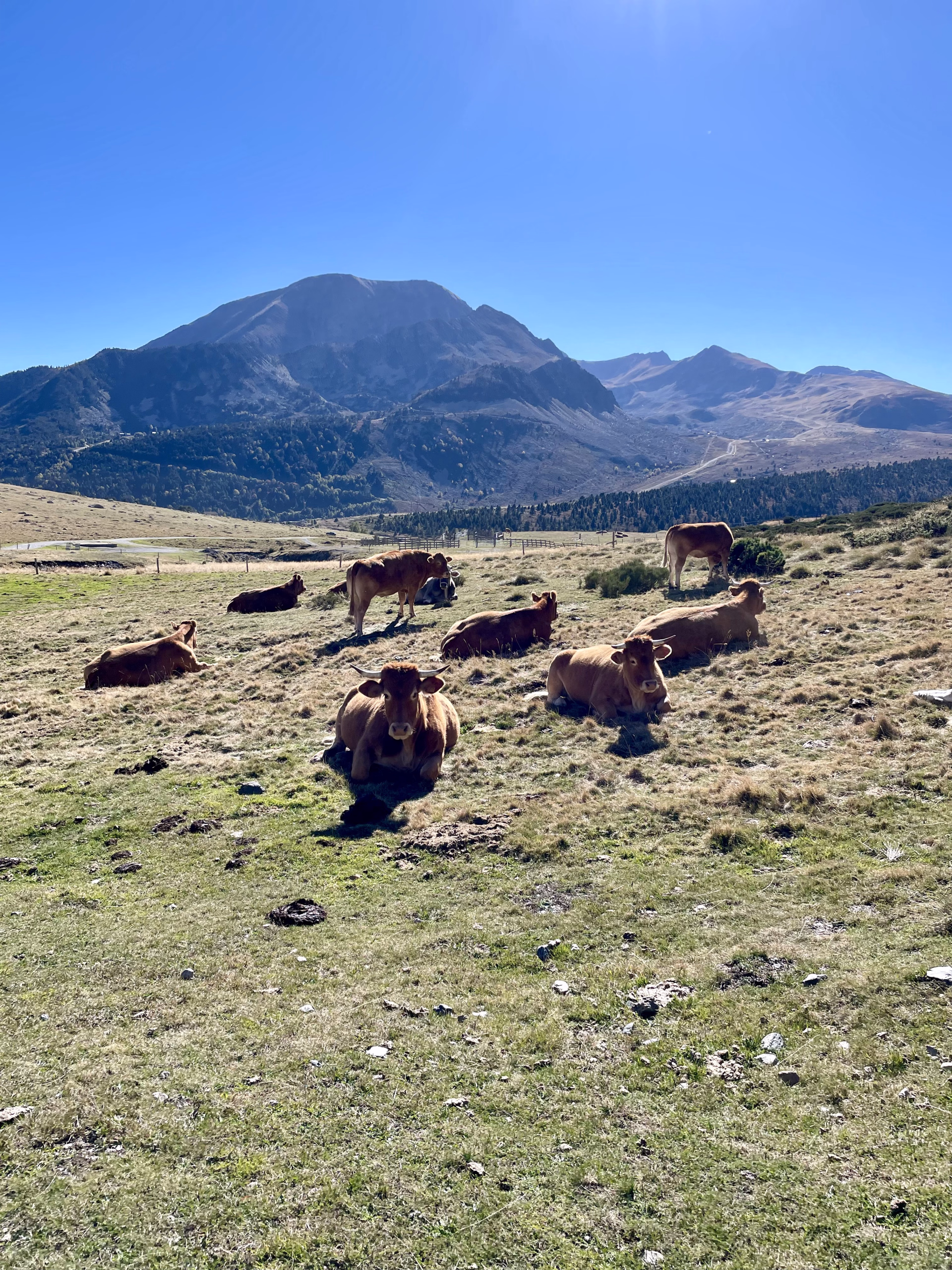 Photo d'un troupeau de vache dans les Pyrénées