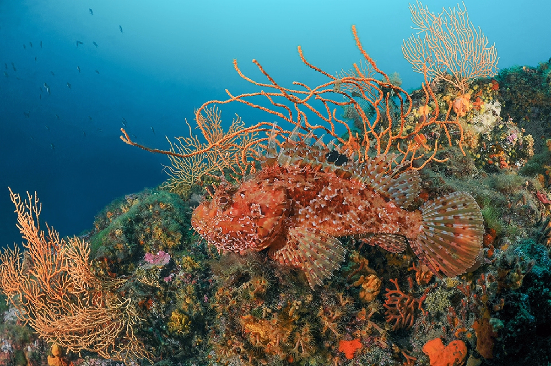 Formation plongée Niveau 1 dans le massif de l'Estérel