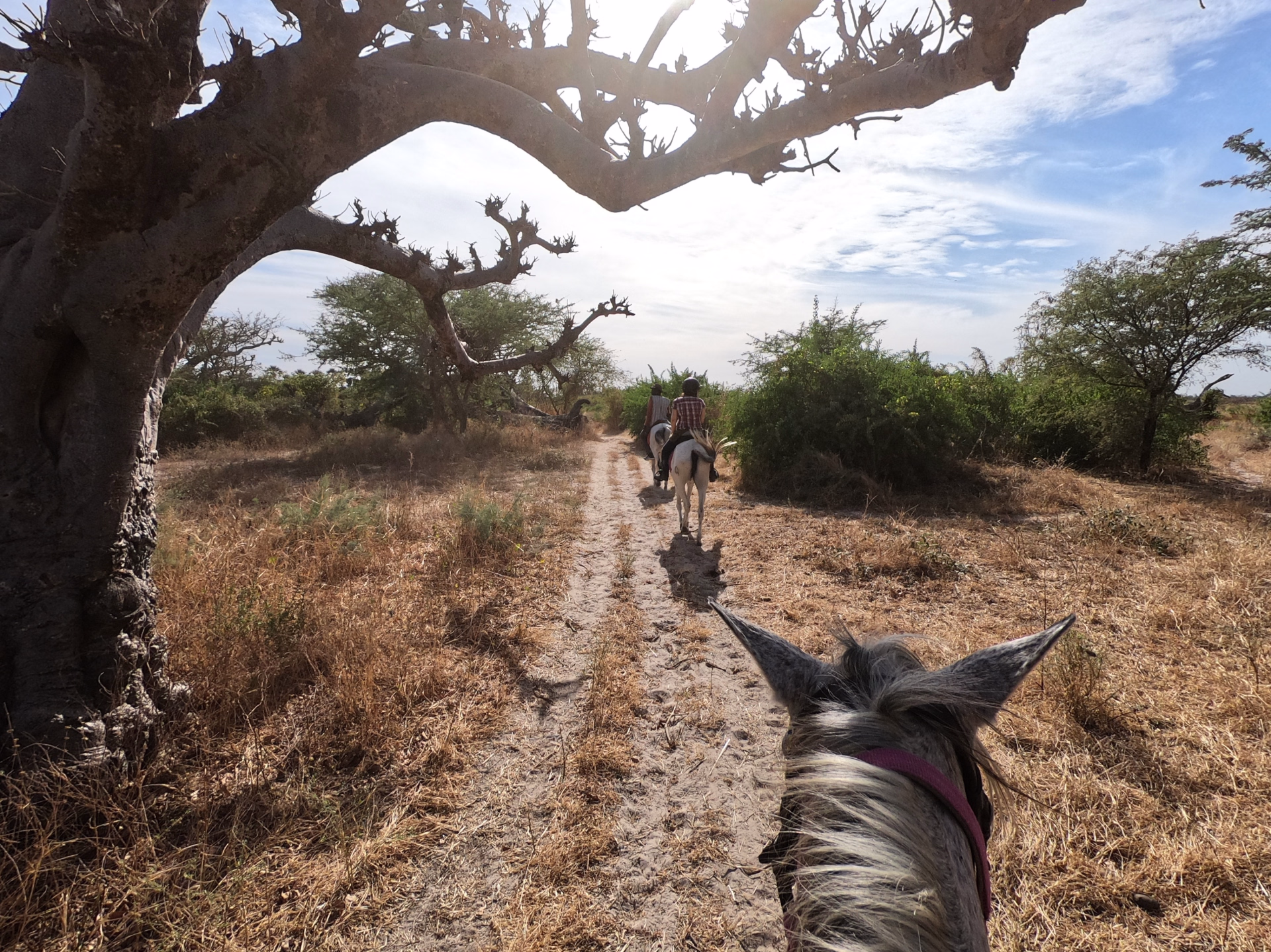 Safari à cheval dans le Sine Saloum au Sénégal